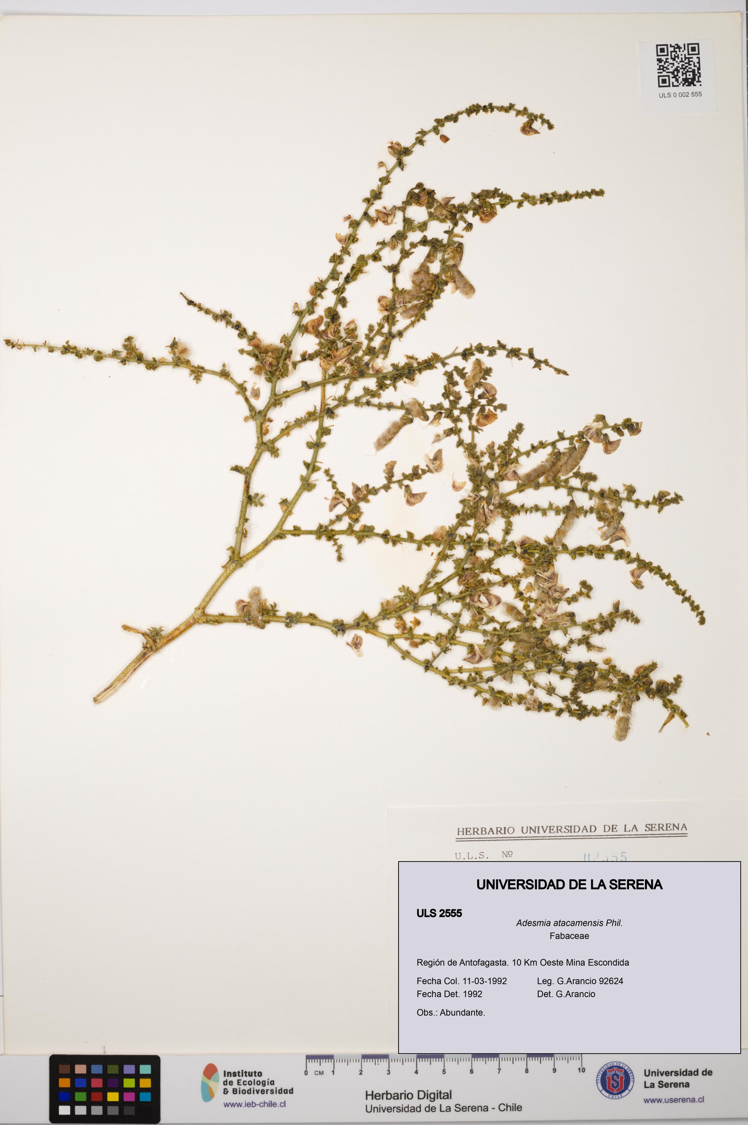 Adesmia atacamensis [Espécimen: ]