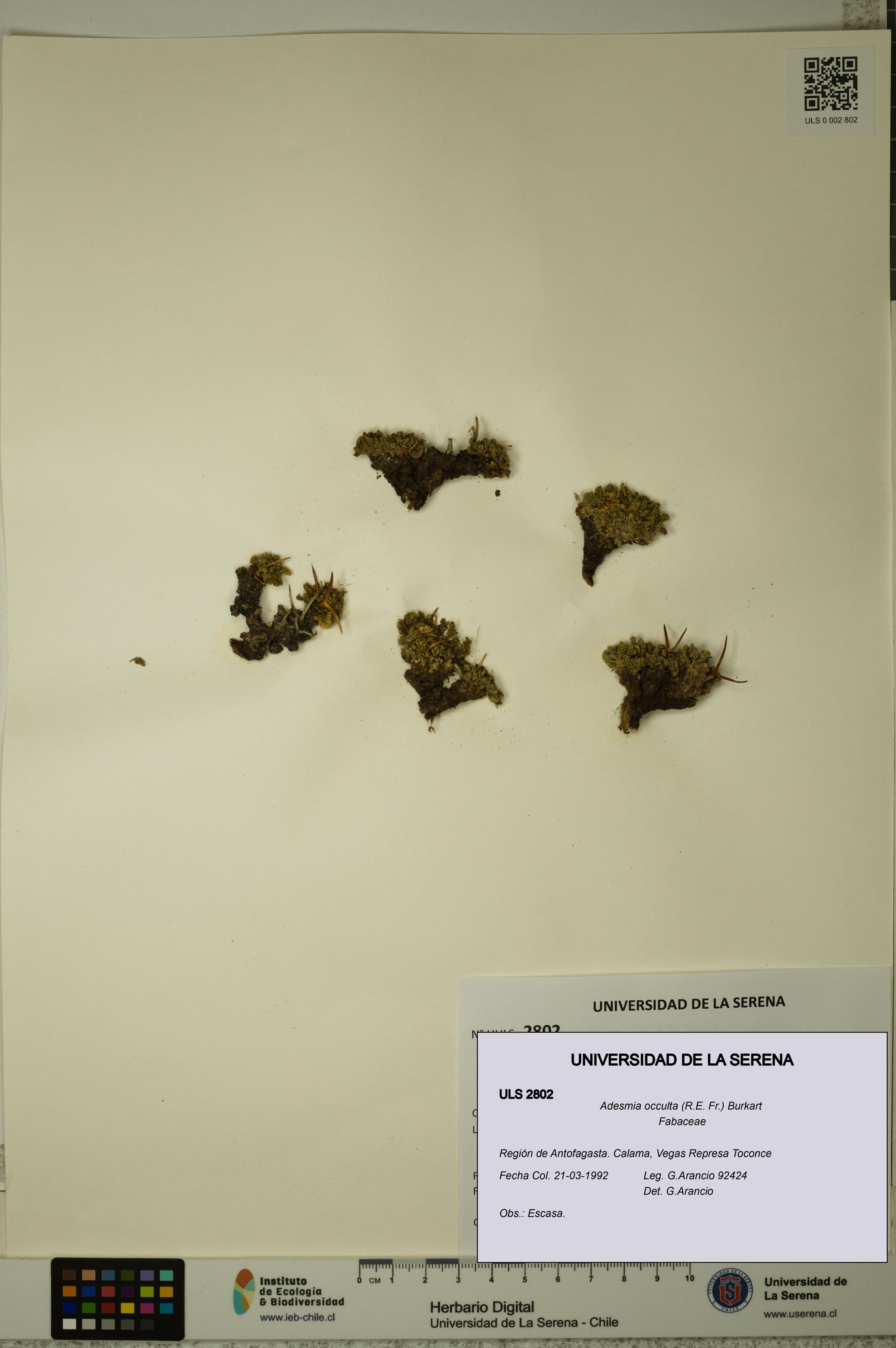 Adesmia occulta [Espécimen: ]