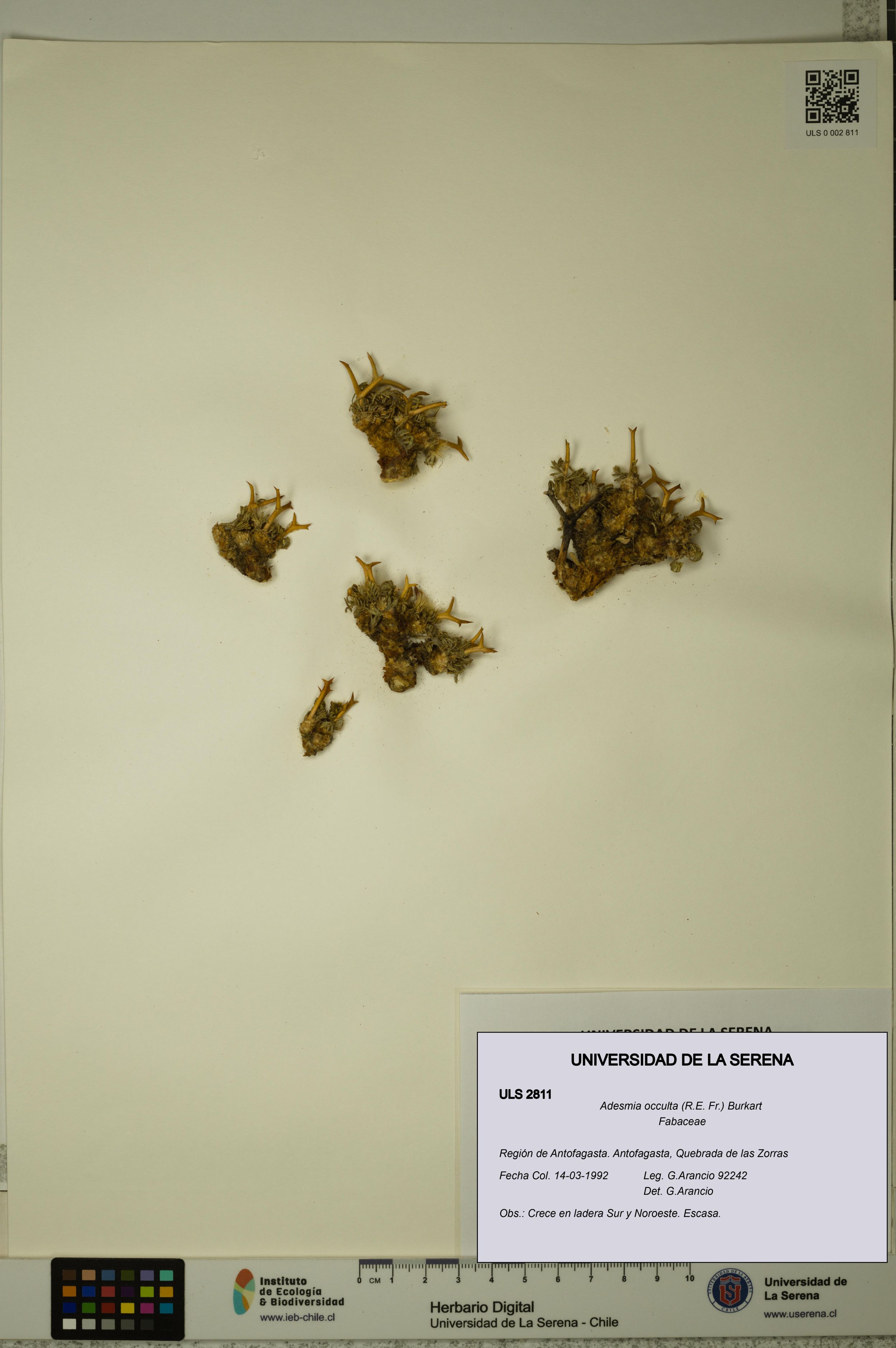 Adesmia occulta [Espécimen: ]