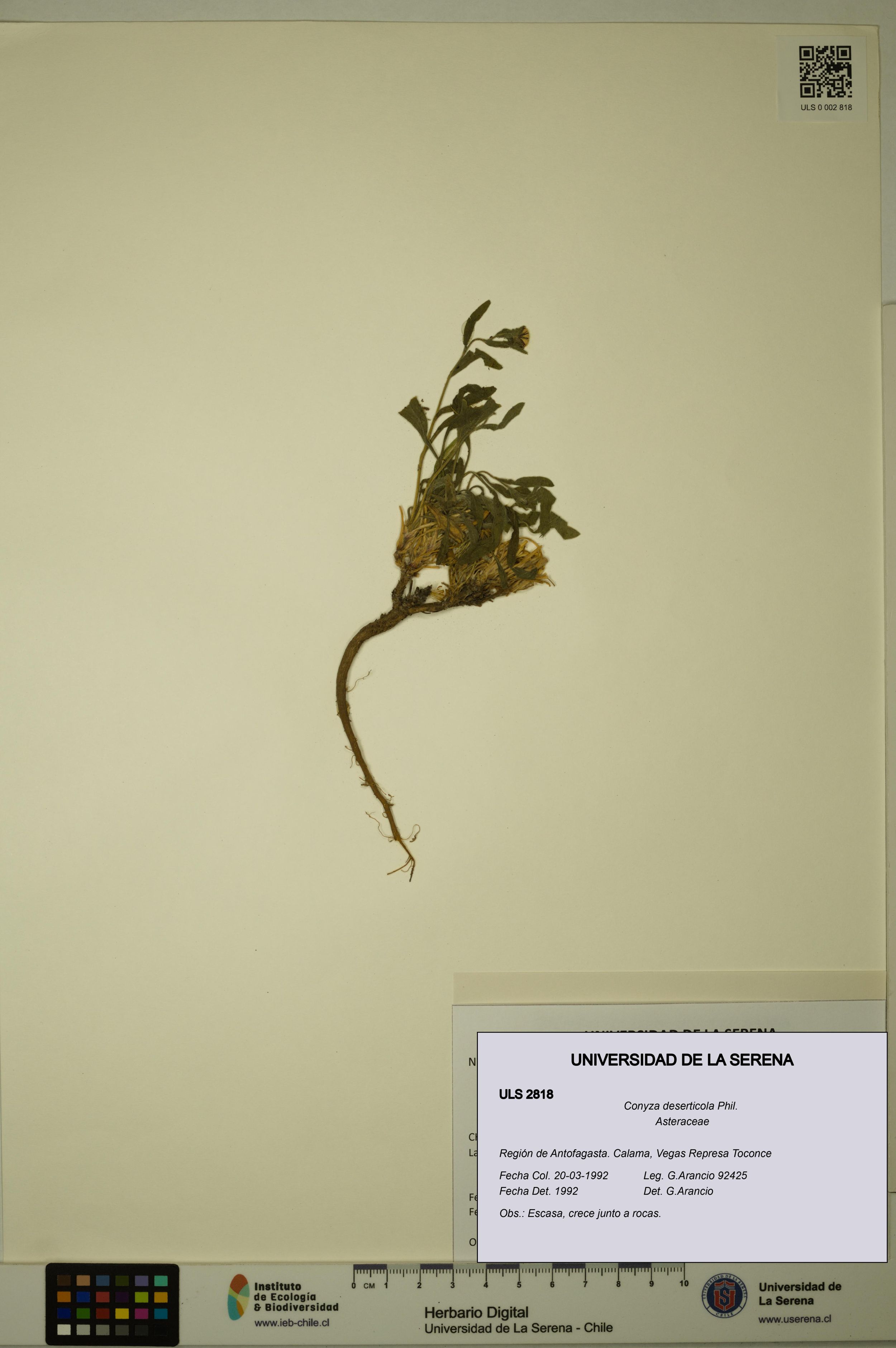 Conyza deserticola [Espécimen: ]