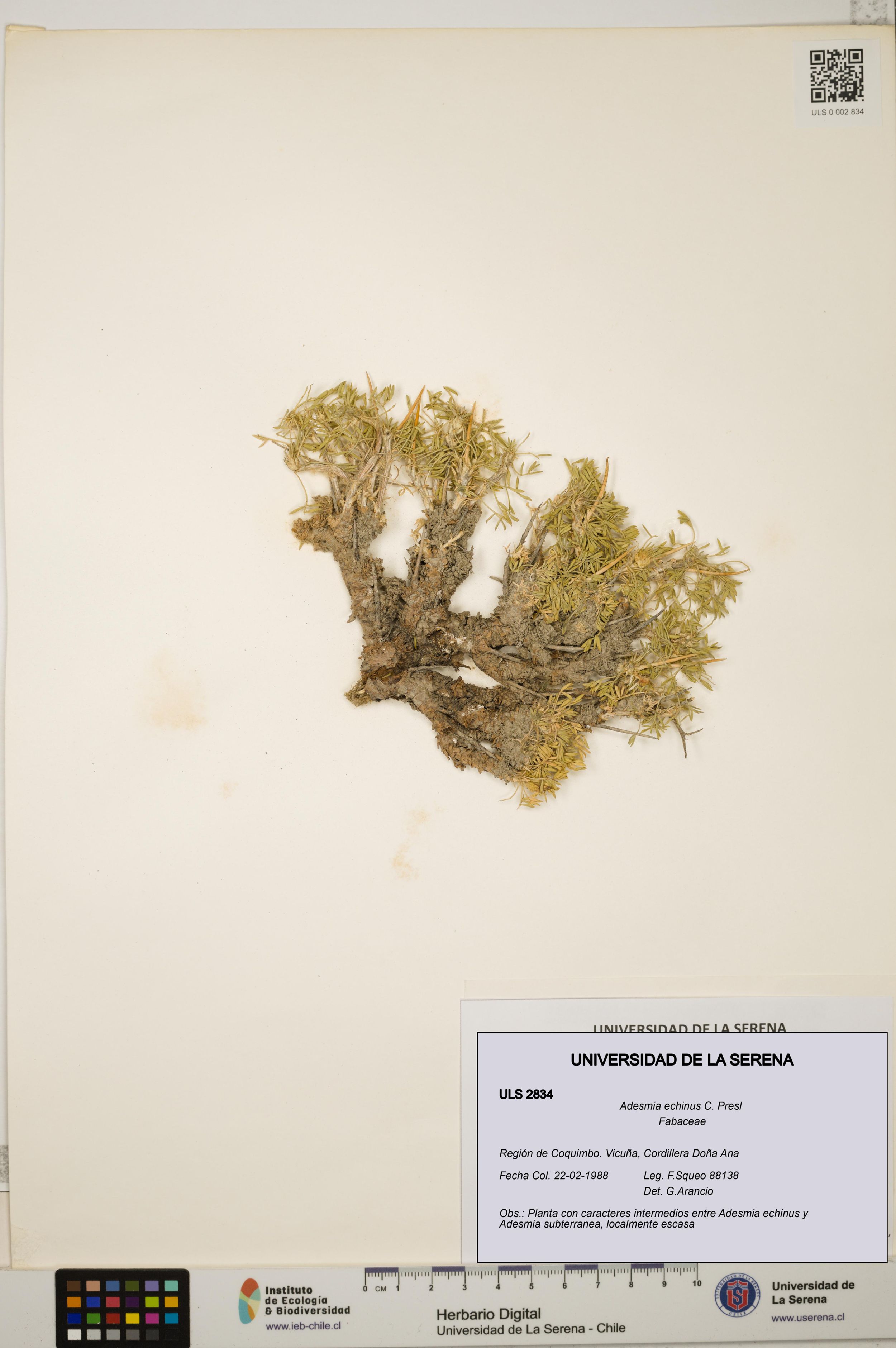 Adesmia echinus [Espécimen: ]