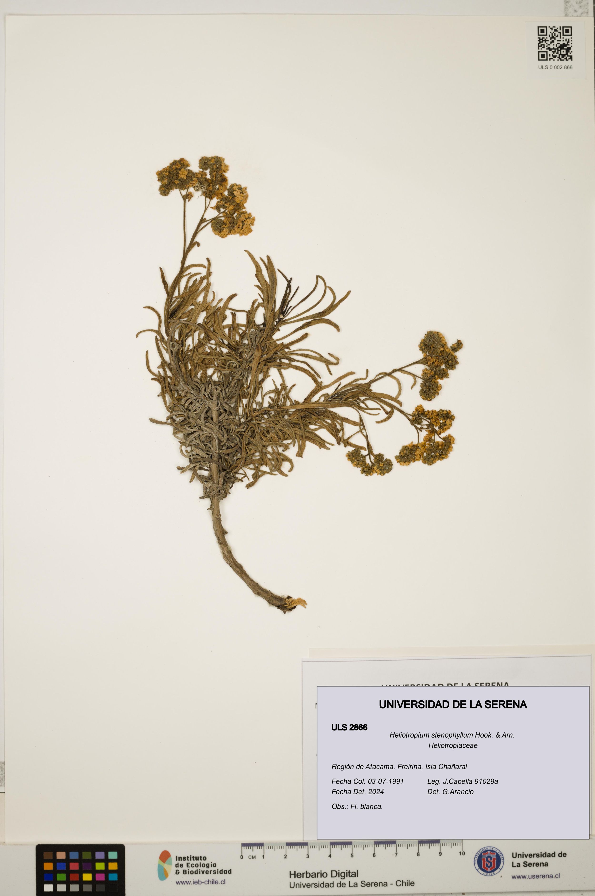 Heliotropium stenophyllum [Espécimen: ]