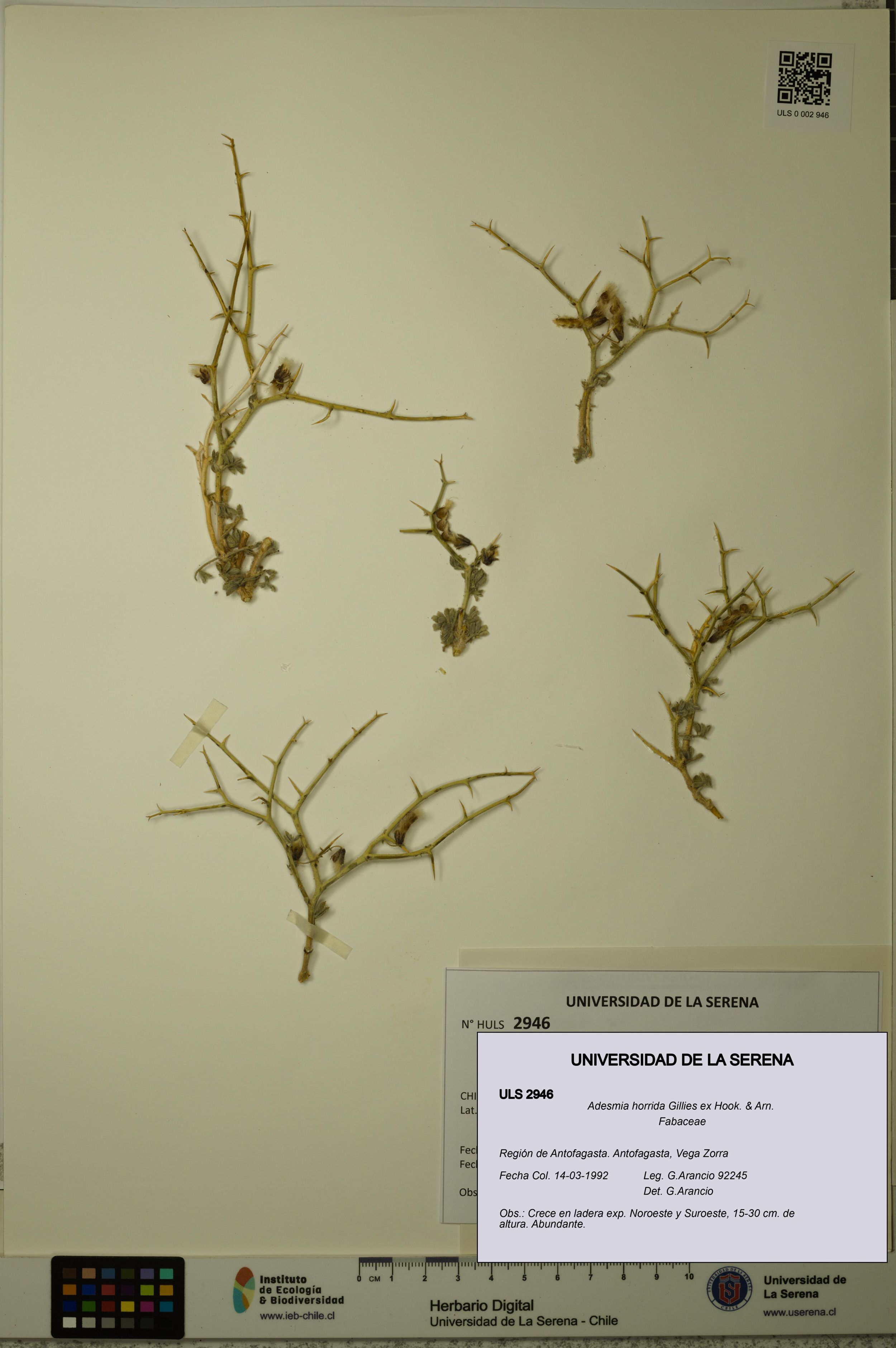 Adesmia horrida [Espécimen: ]
