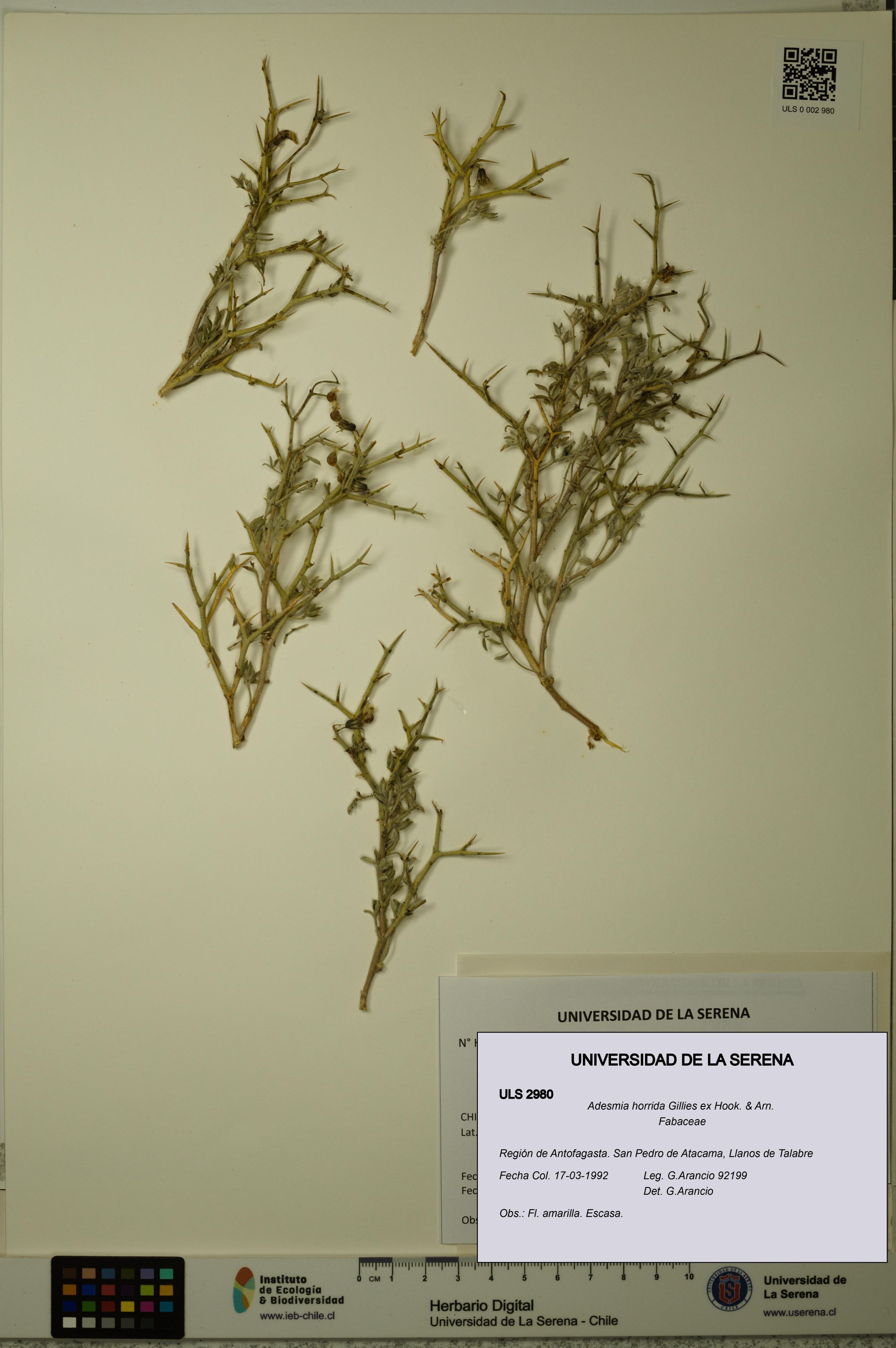 Adesmia horrida [Espécimen: ]
