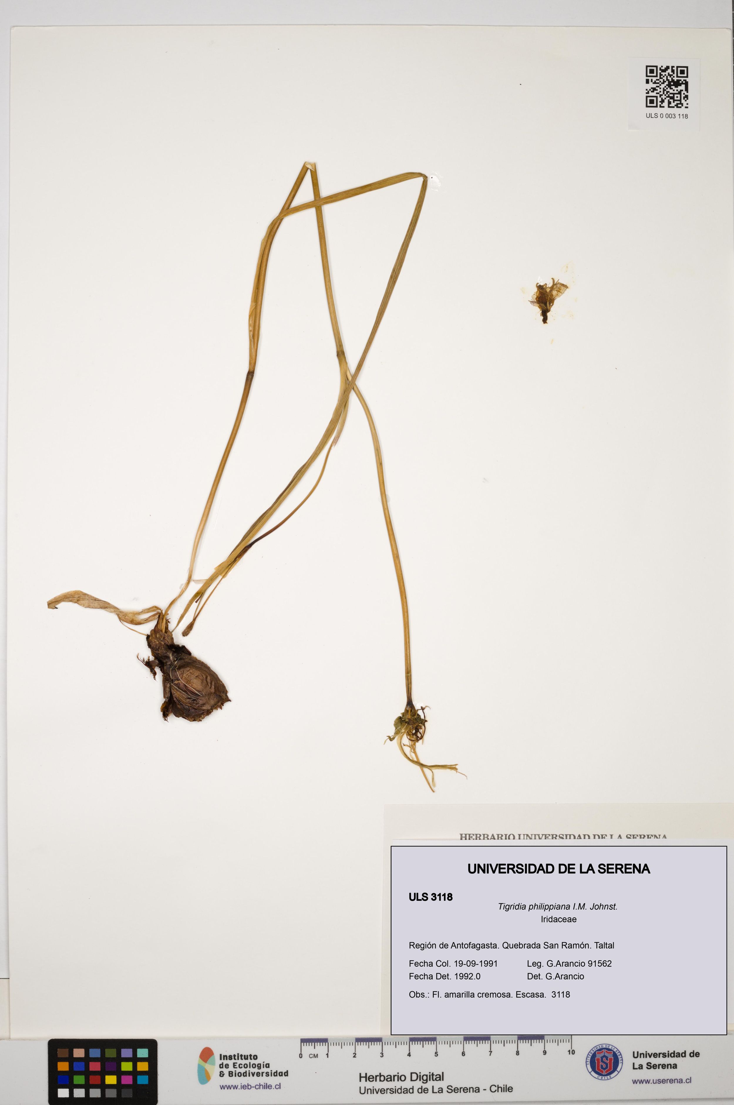 Tigridia philippiana [Espécimen: ]