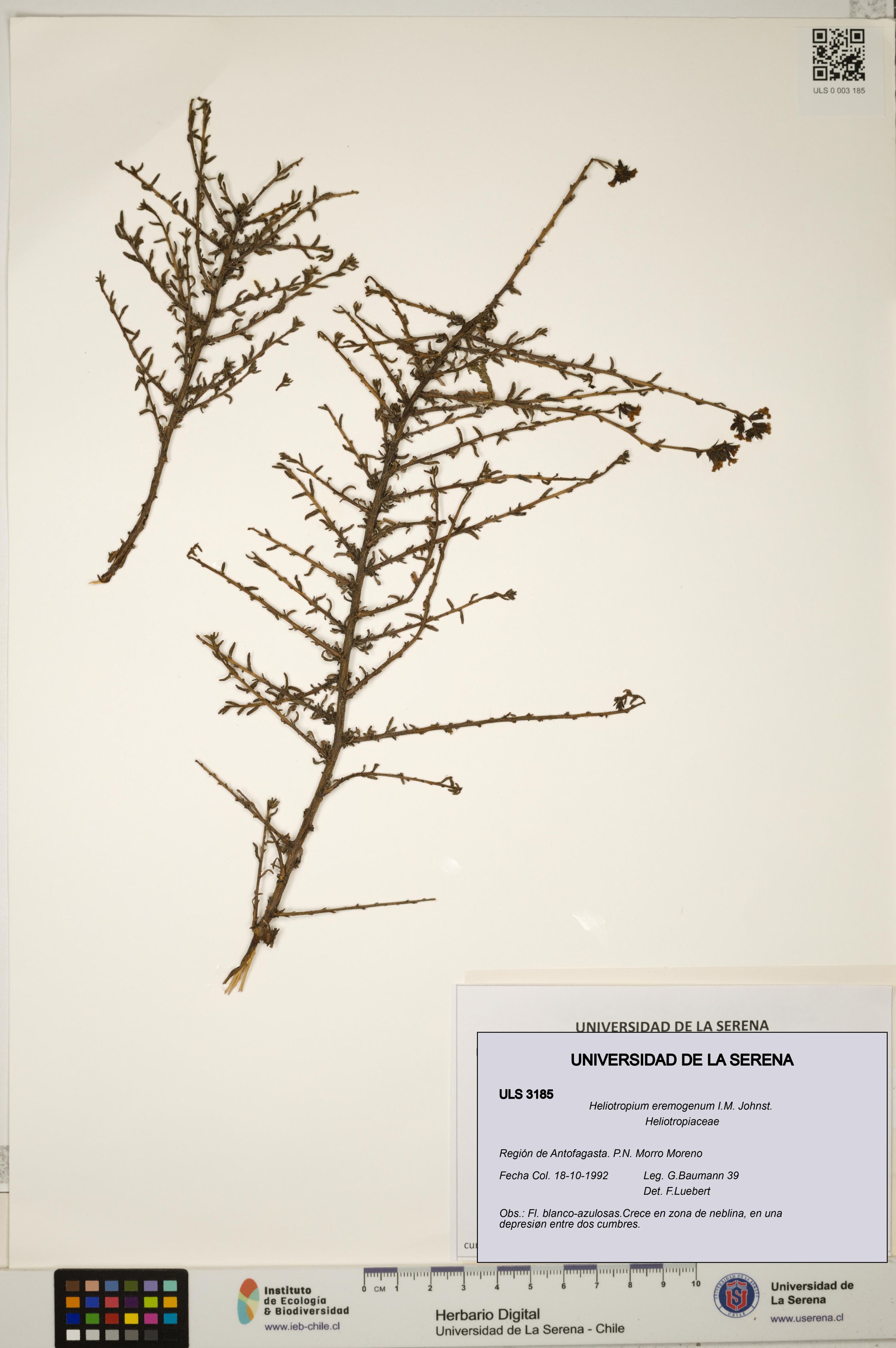 Heliotropium eremogenum [Espécimen: ]