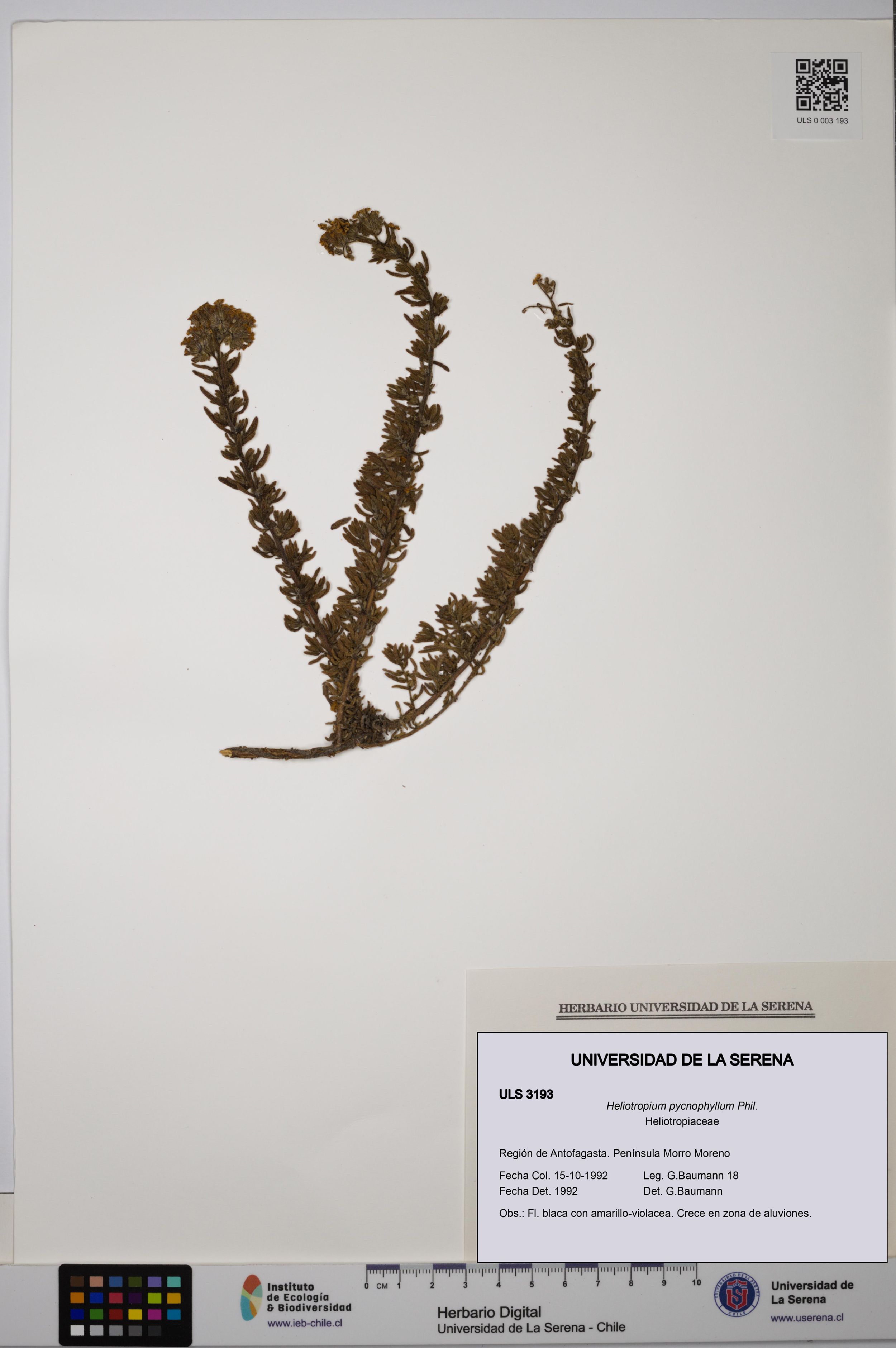 Heliotropium pycnophyllum [Espécimen: ]
