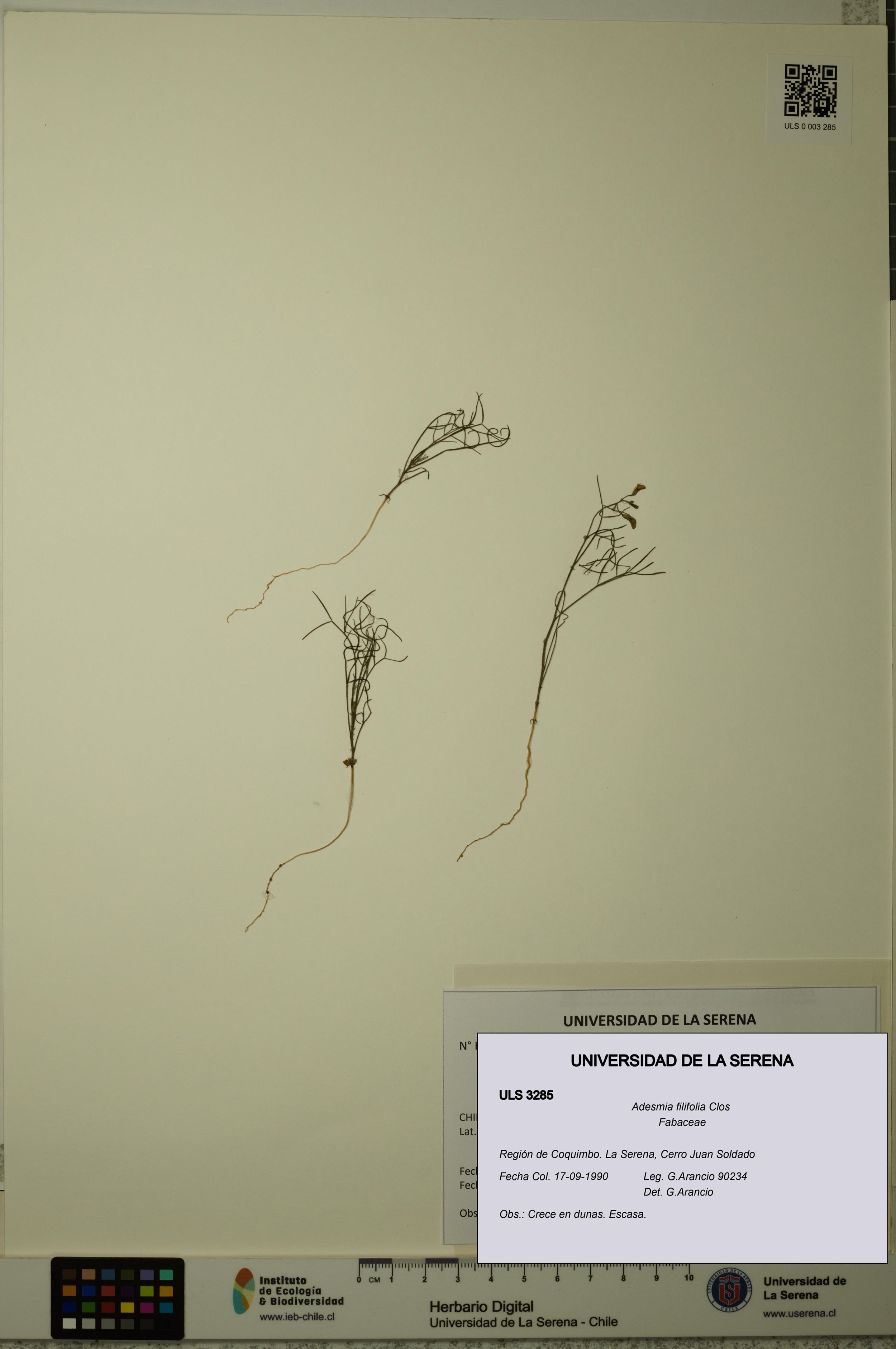 Adesmia filifolia [Espécimen: ]