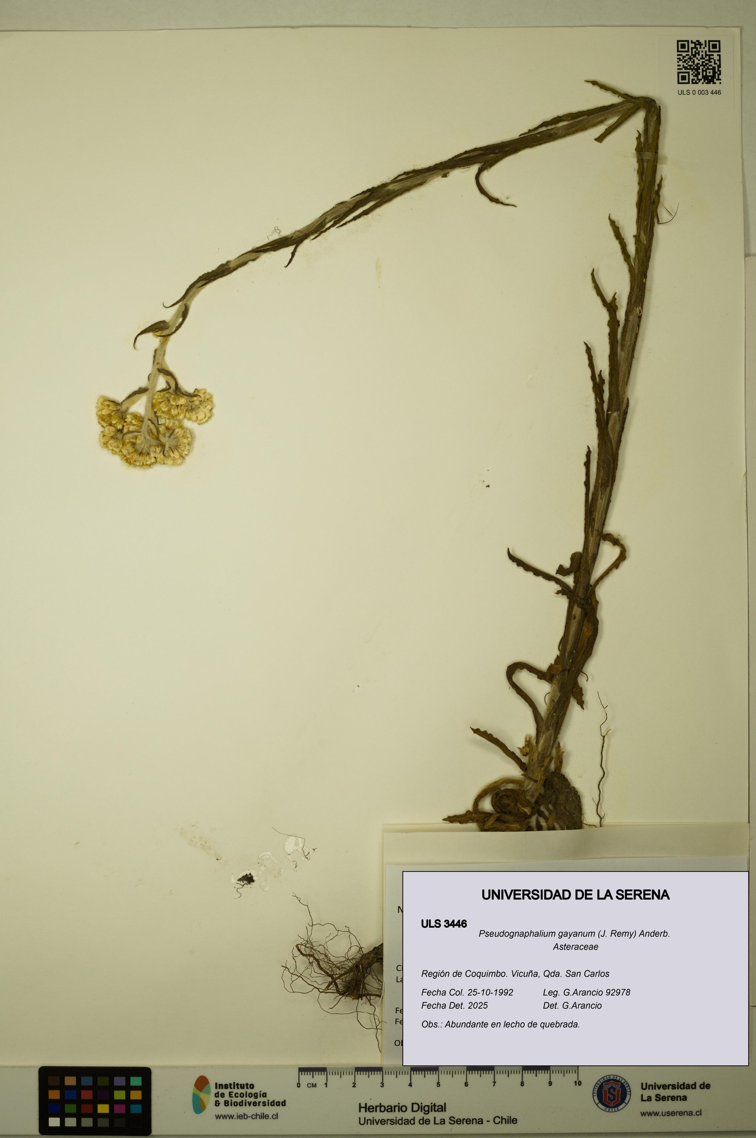 Pseudognaphalium gayanum [Espécimen: ]