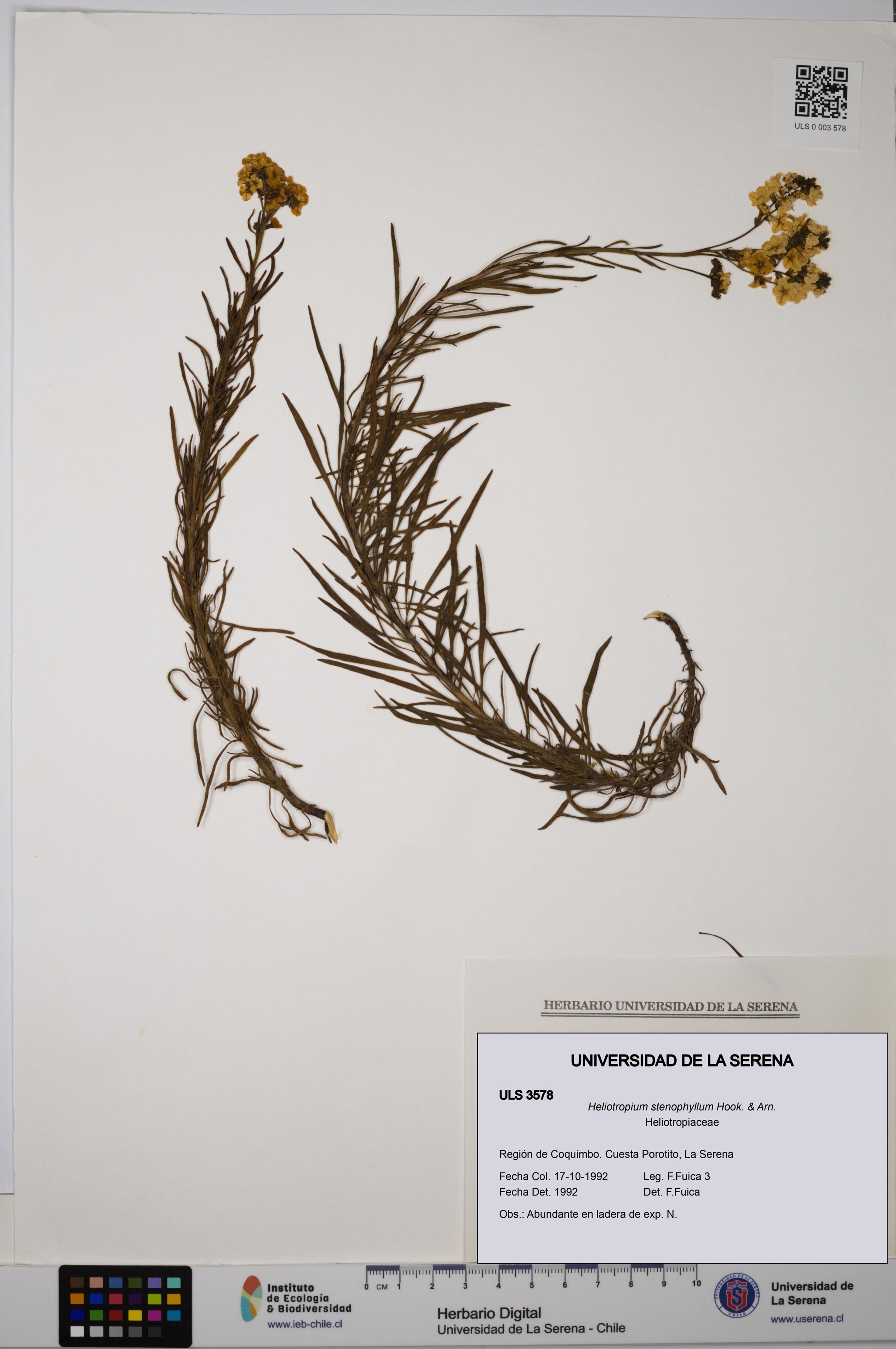 Heliotropium stenophyllum [Espécimen: ]