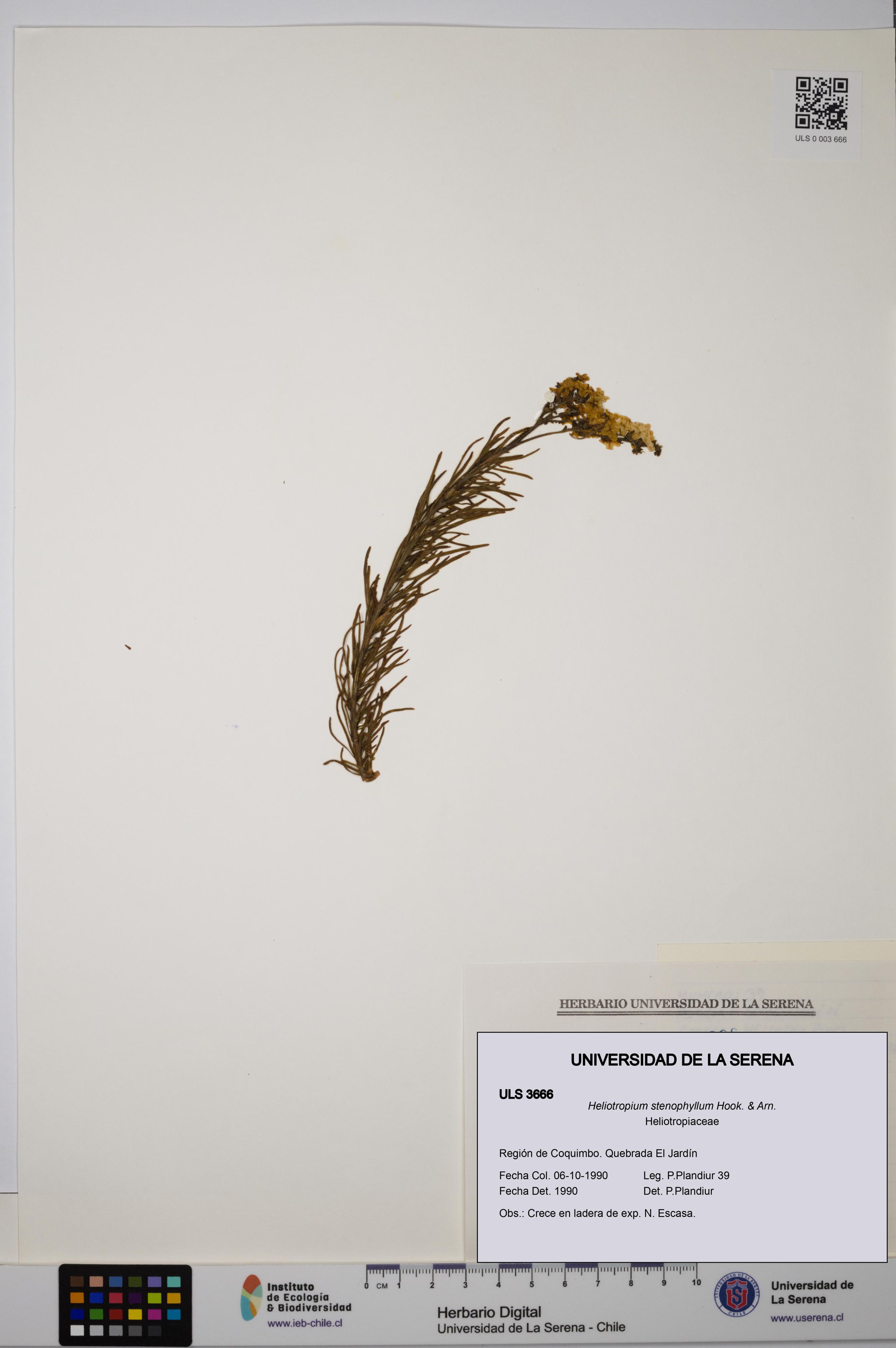 Heliotropium stenophyllum [Espécimen: ]