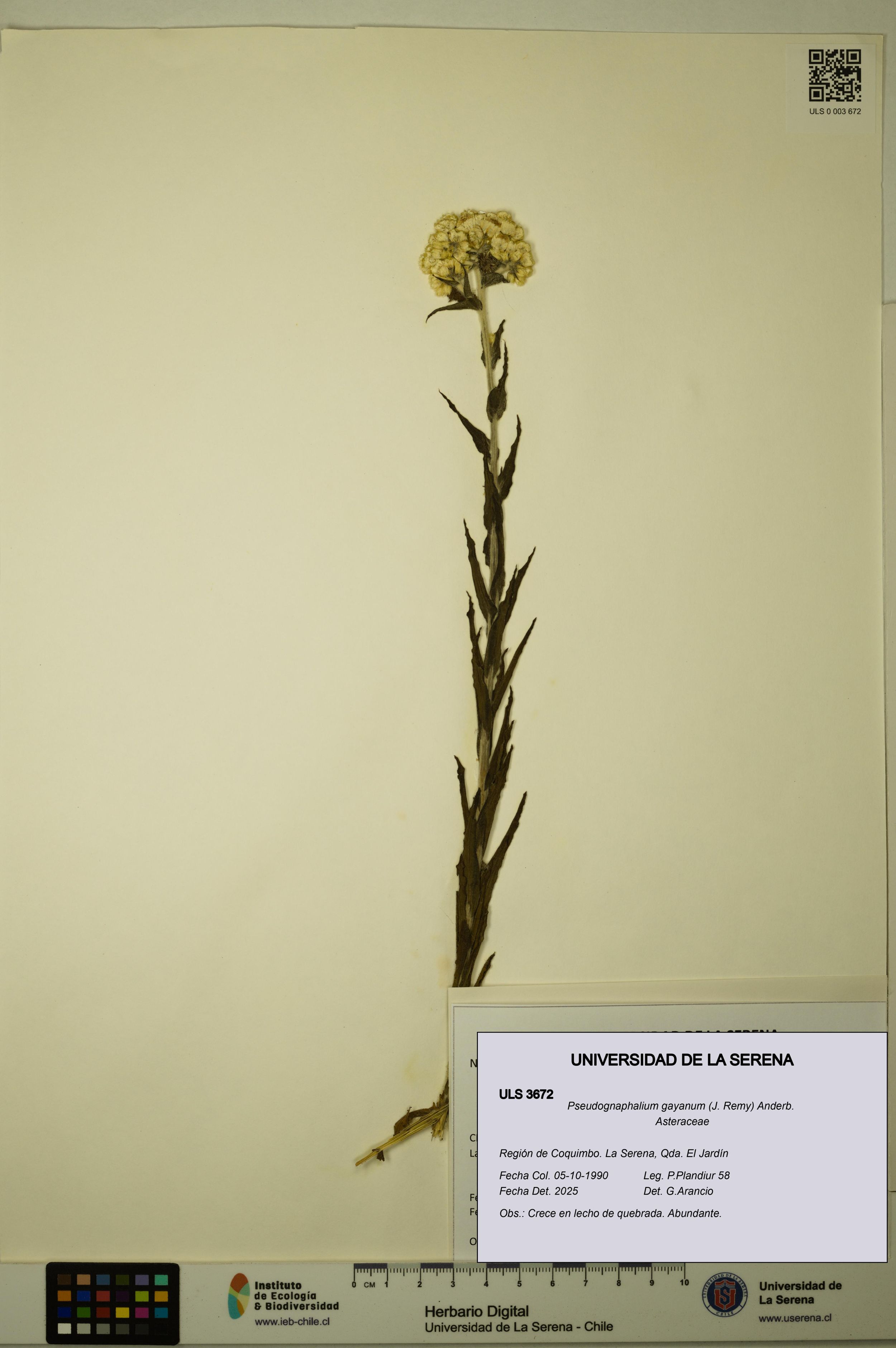 Pseudognaphalium gayanum [Espécimen: ]