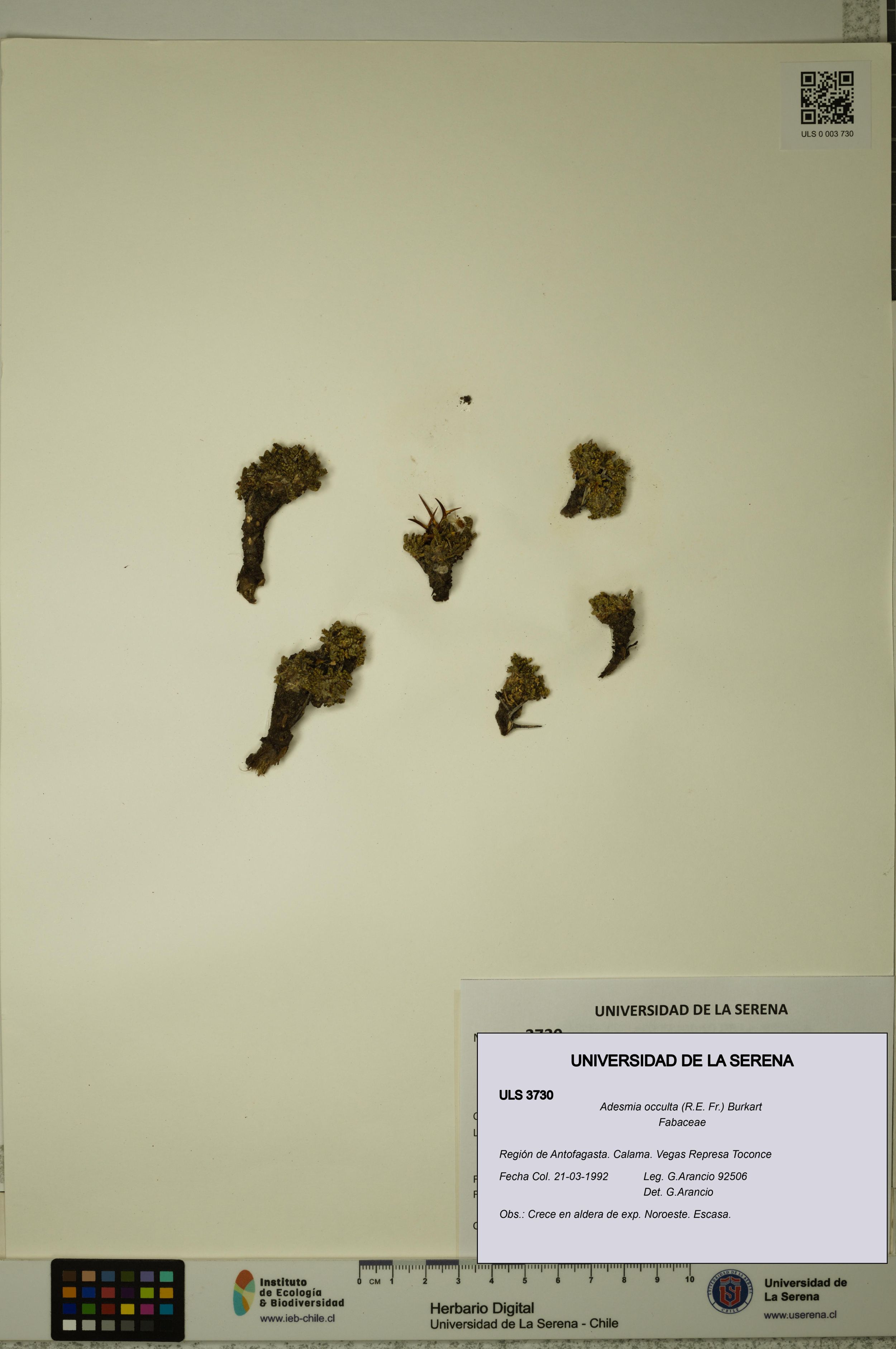Adesmia occulta [Espécimen: ]
