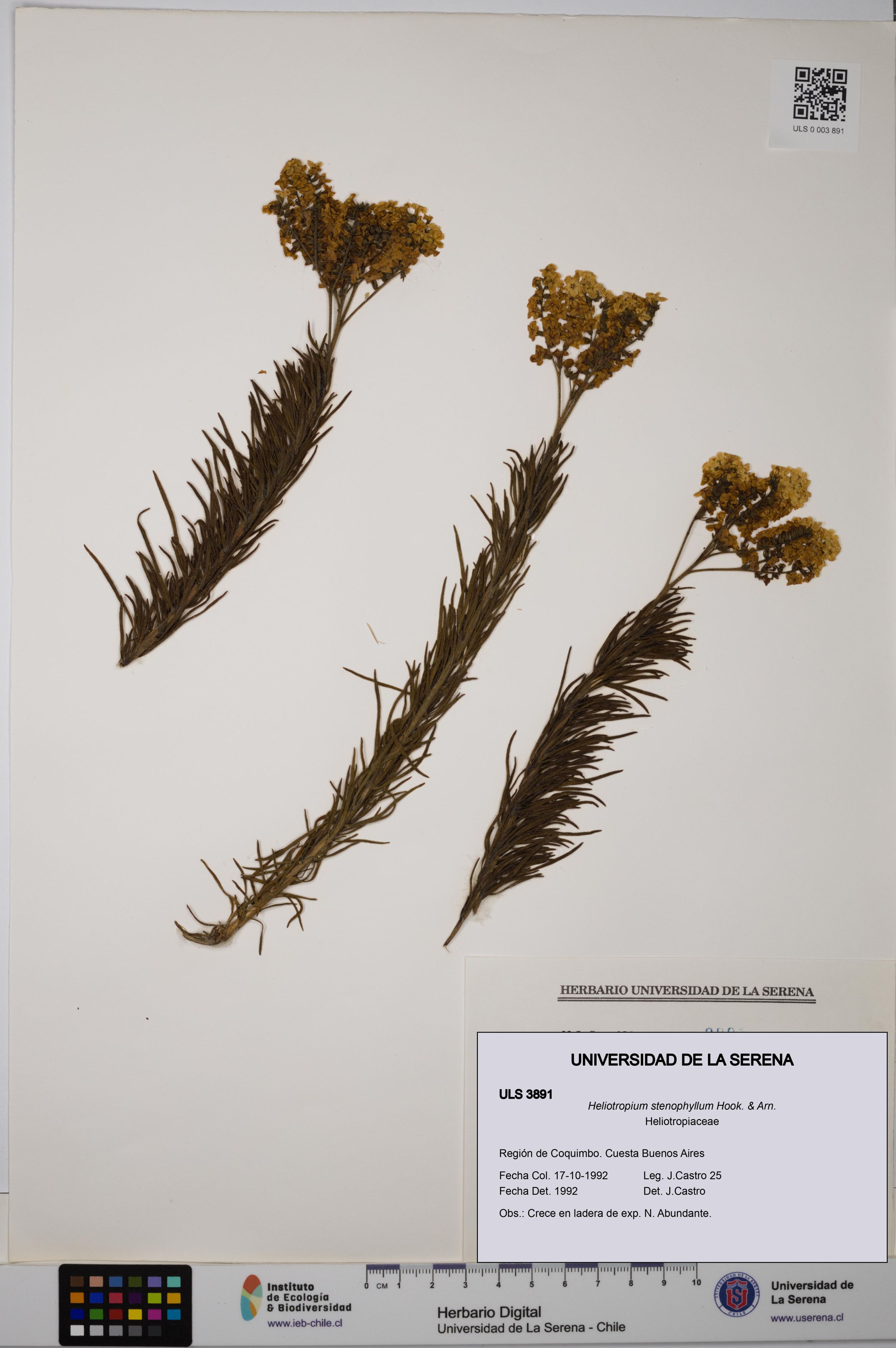 Heliotropium stenophyllum [Espécimen: ]