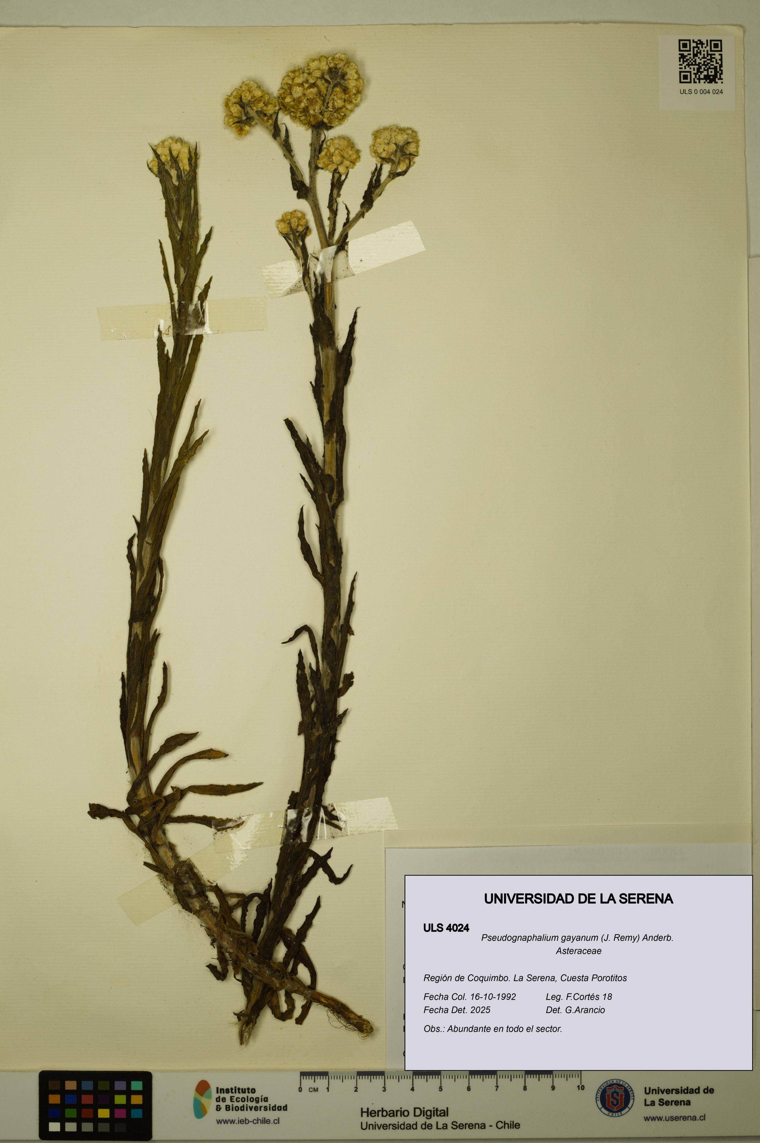 Pseudognaphalium gayanum [Espécimen: ]