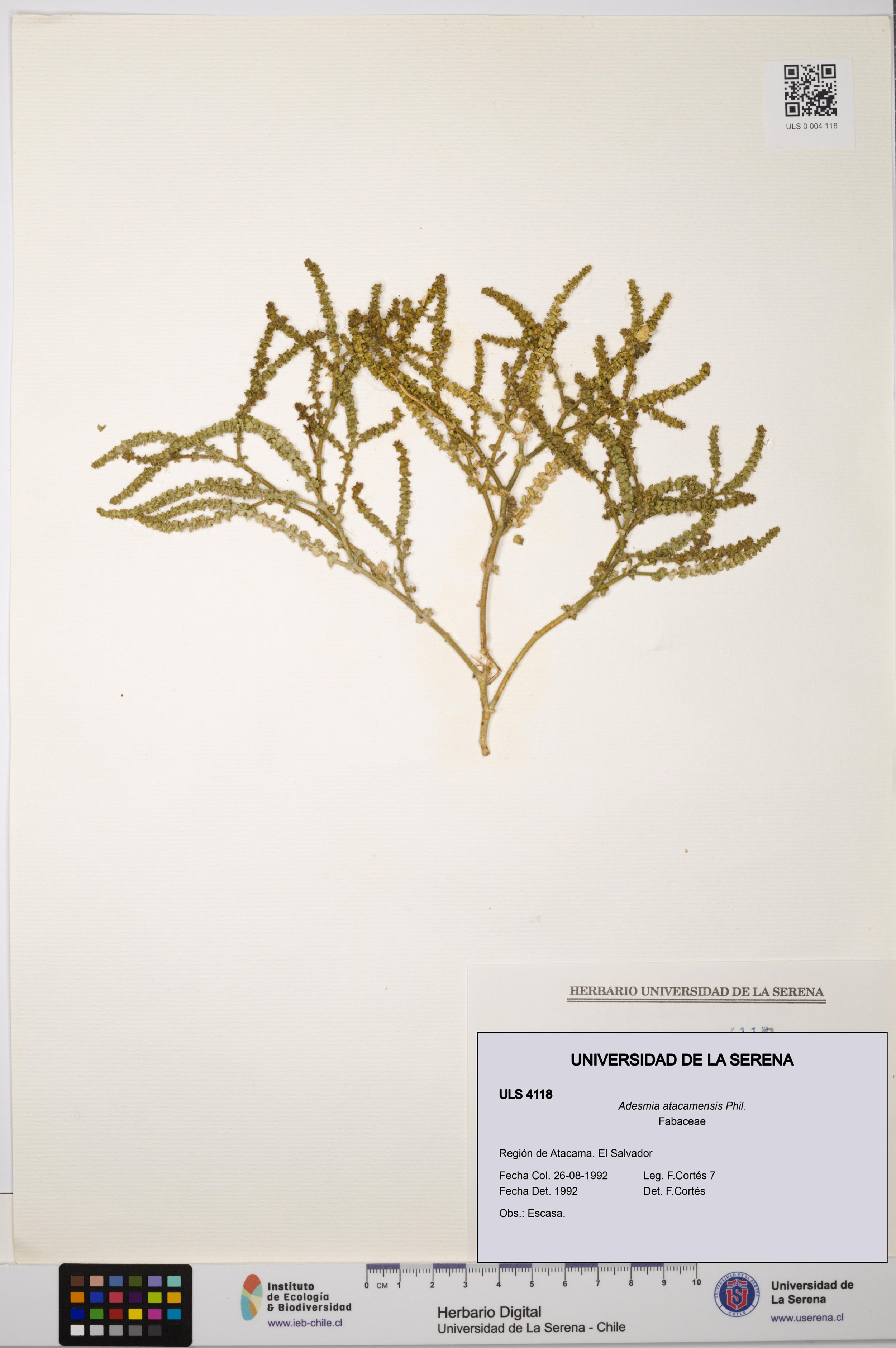 Adesmia atacamensis [Espécimen: ]