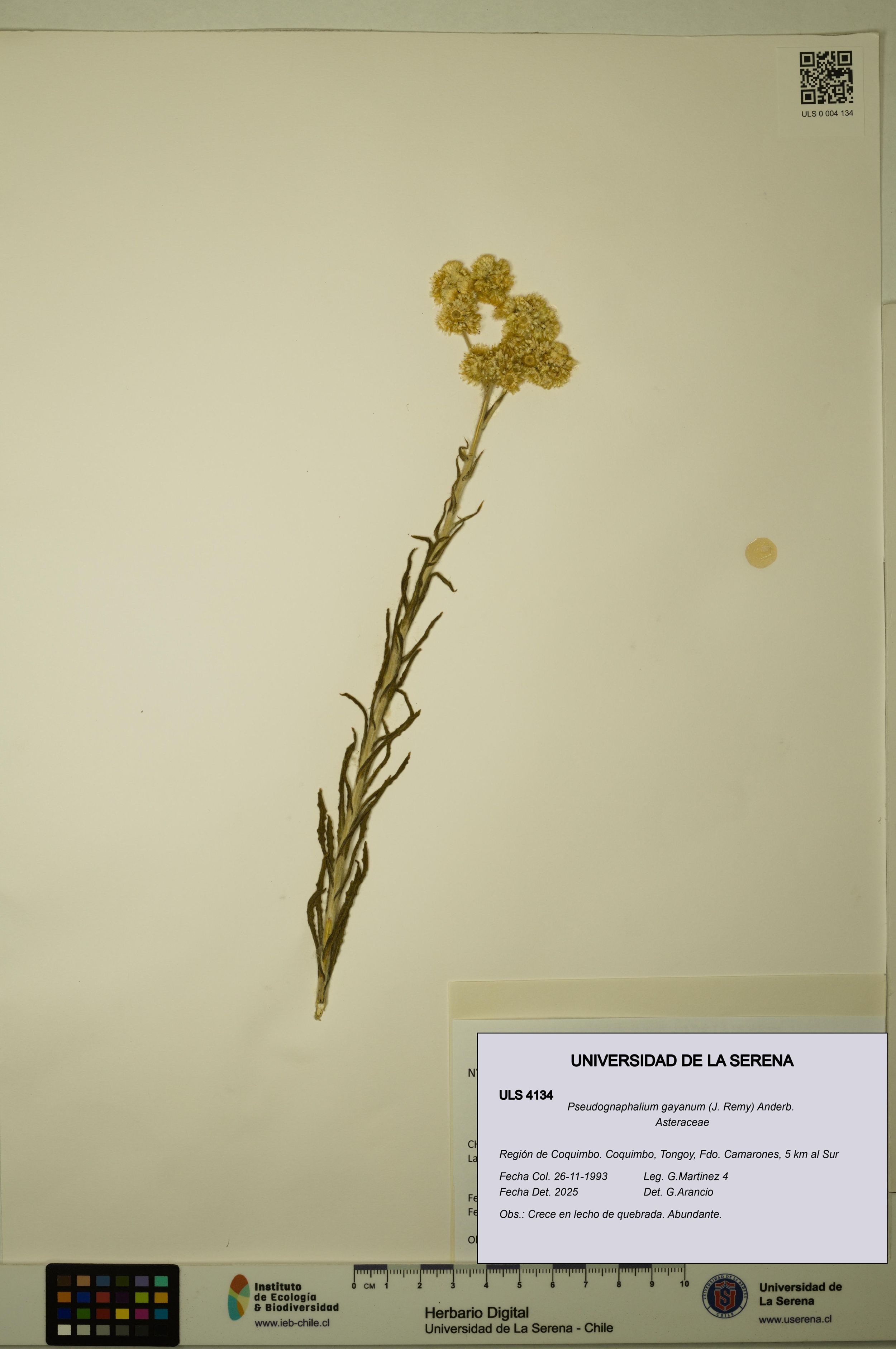 Pseudognaphalium gayanum [Espécimen: ]