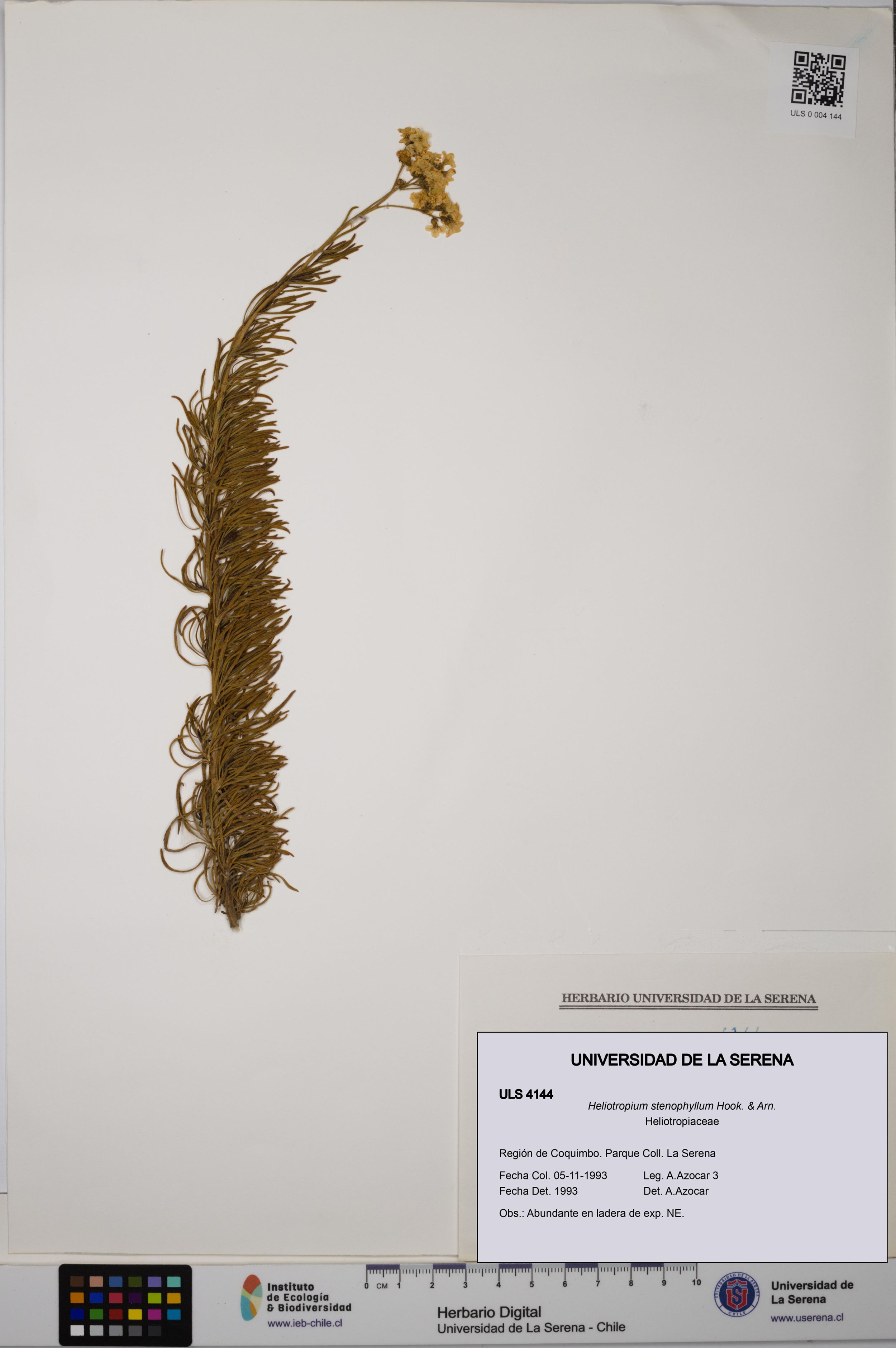 Heliotropium stenophyllum [Espécimen: ]
