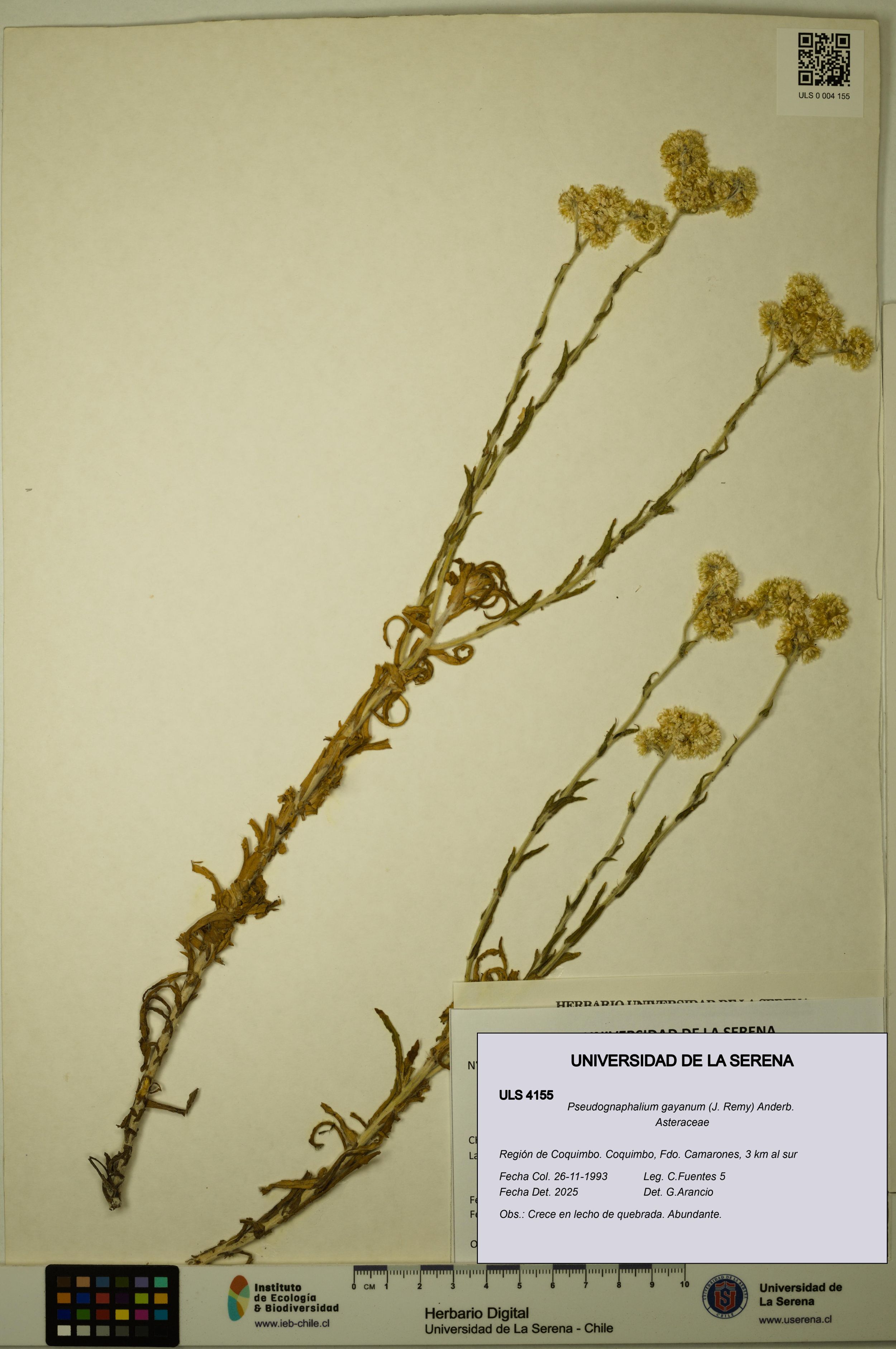 Pseudognaphalium gayanum [Espécimen: ]