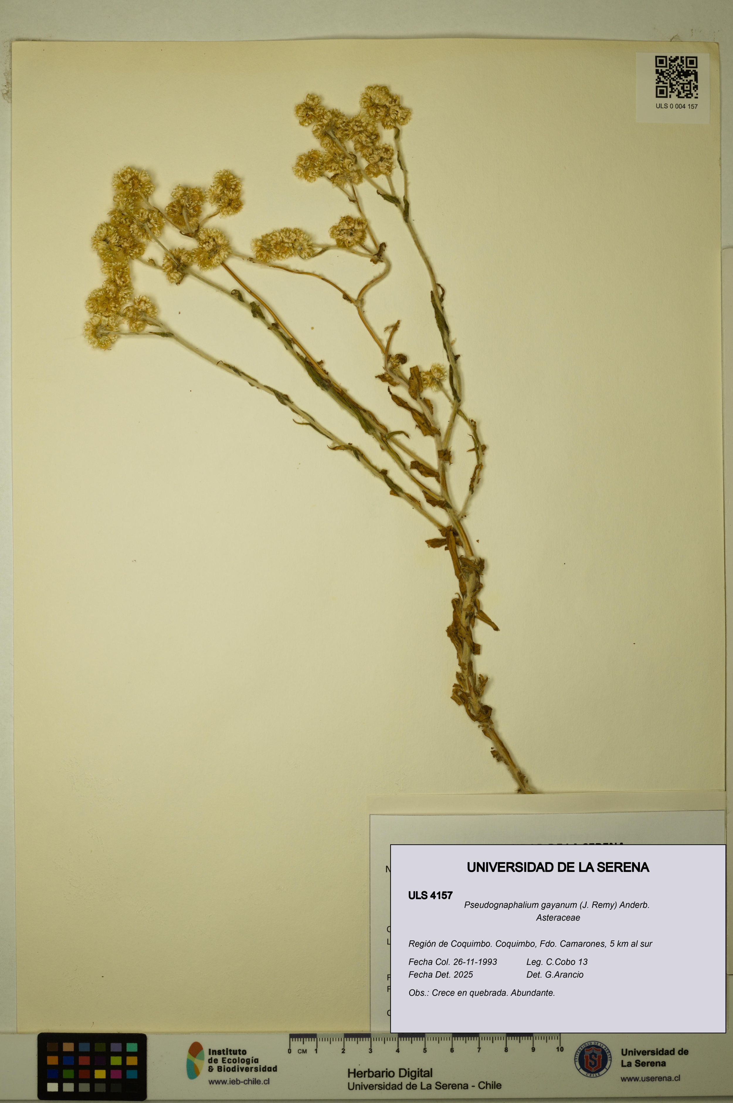 Pseudognaphalium gayanum [Espécimen: ]