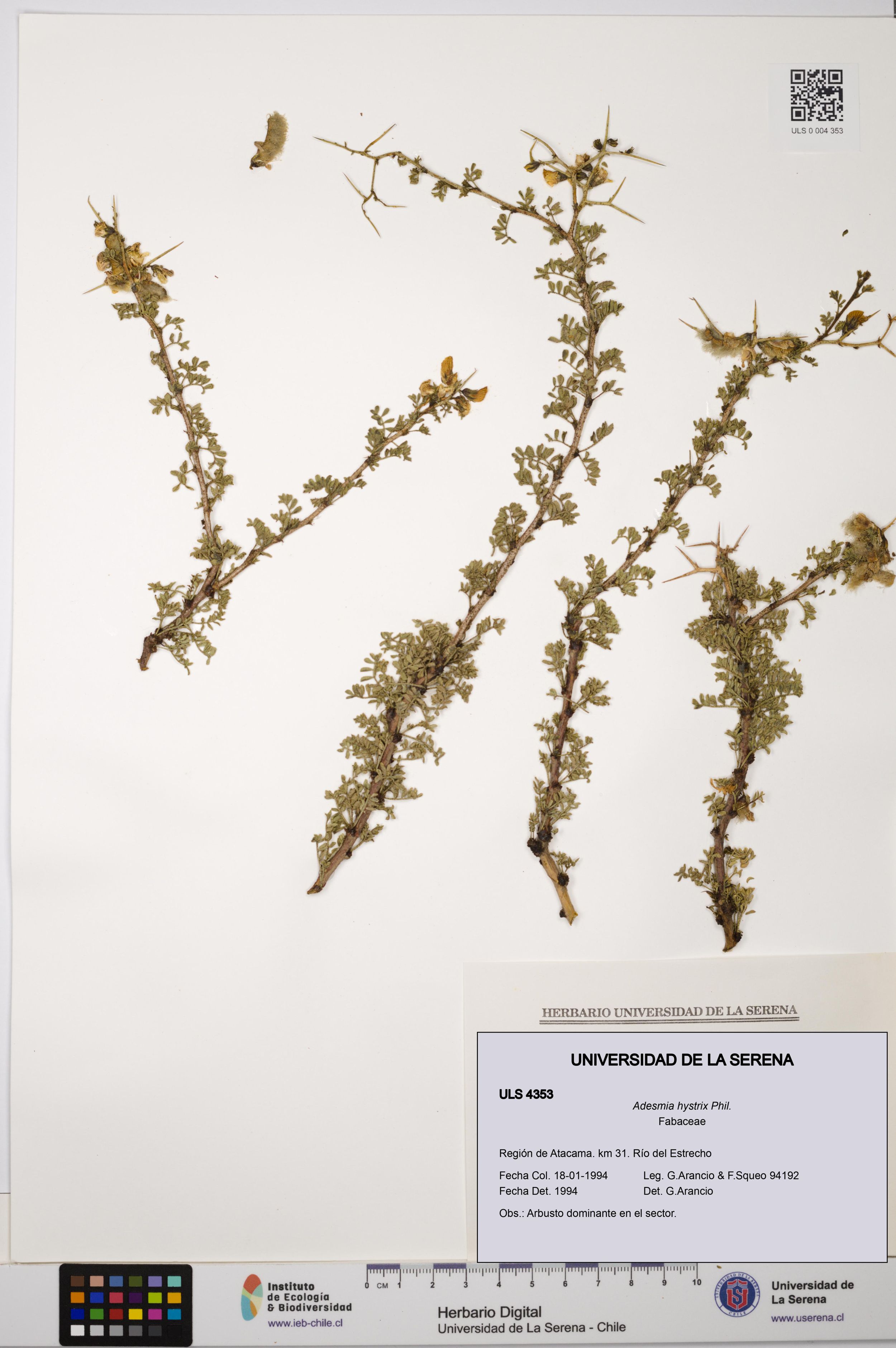 Adesmia hystrix [Espécimen: ]