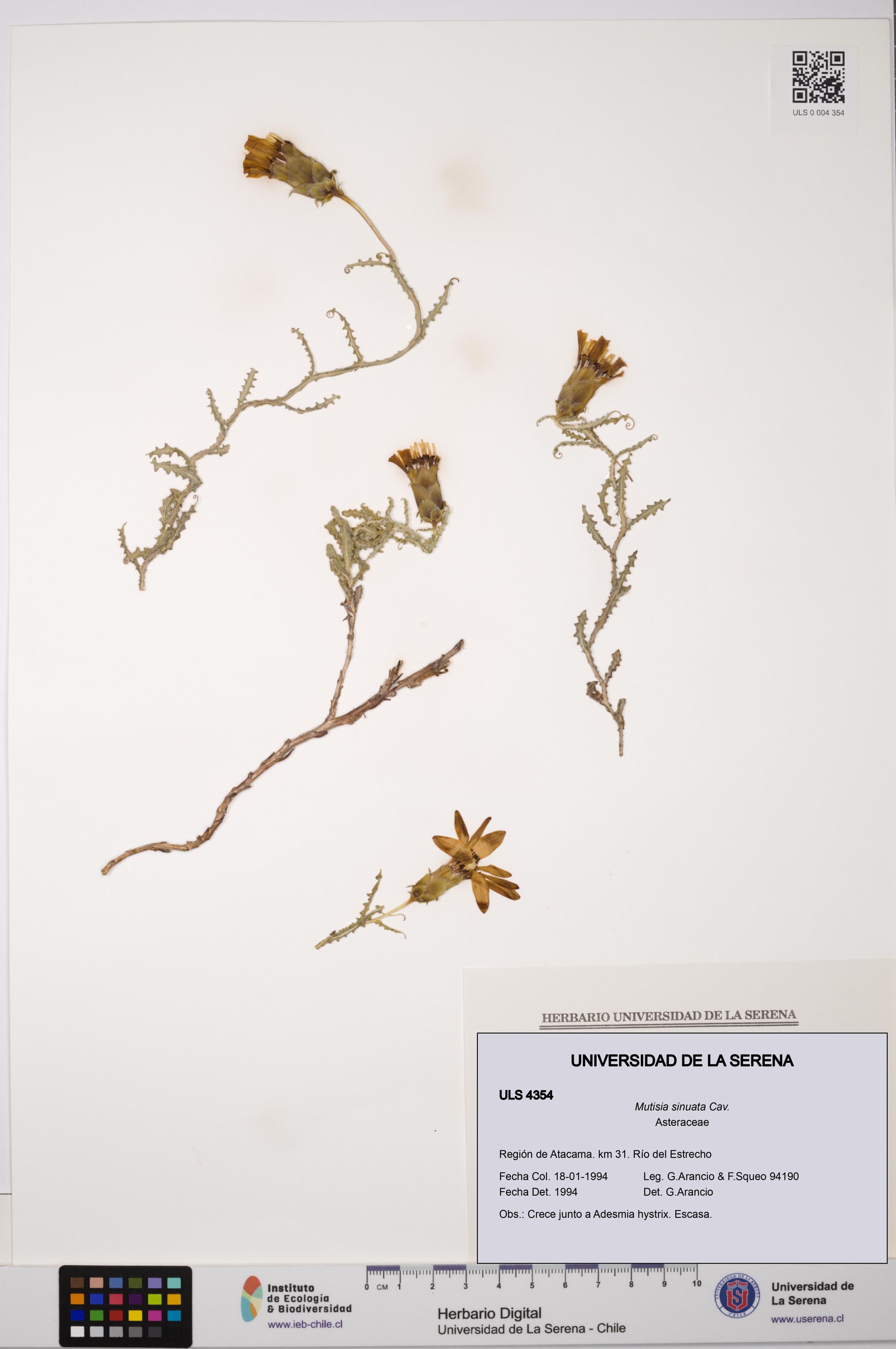Mutisia sinuata [Espécimen: ]