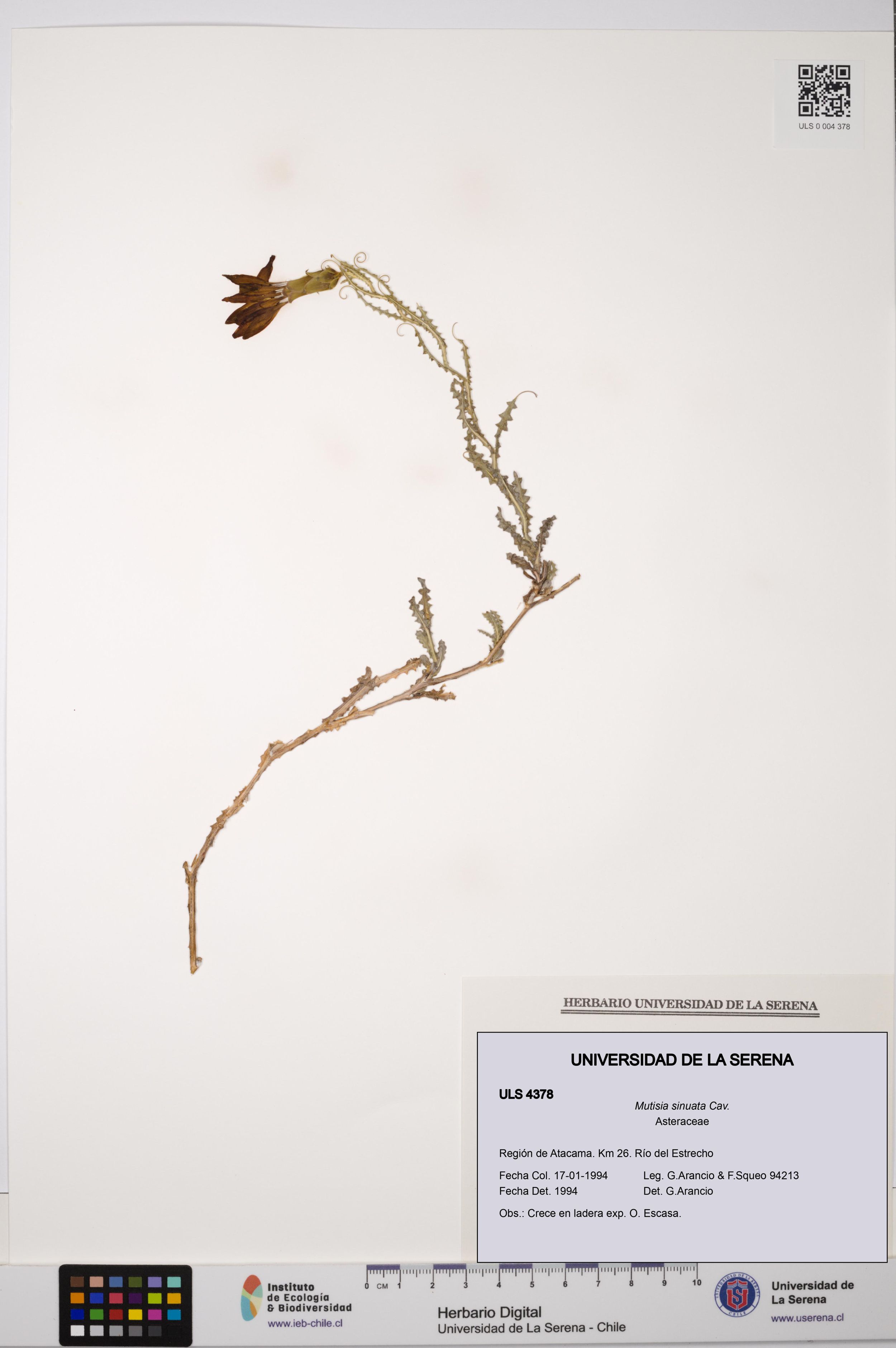 Mutisia sinuata [Espécimen: ]