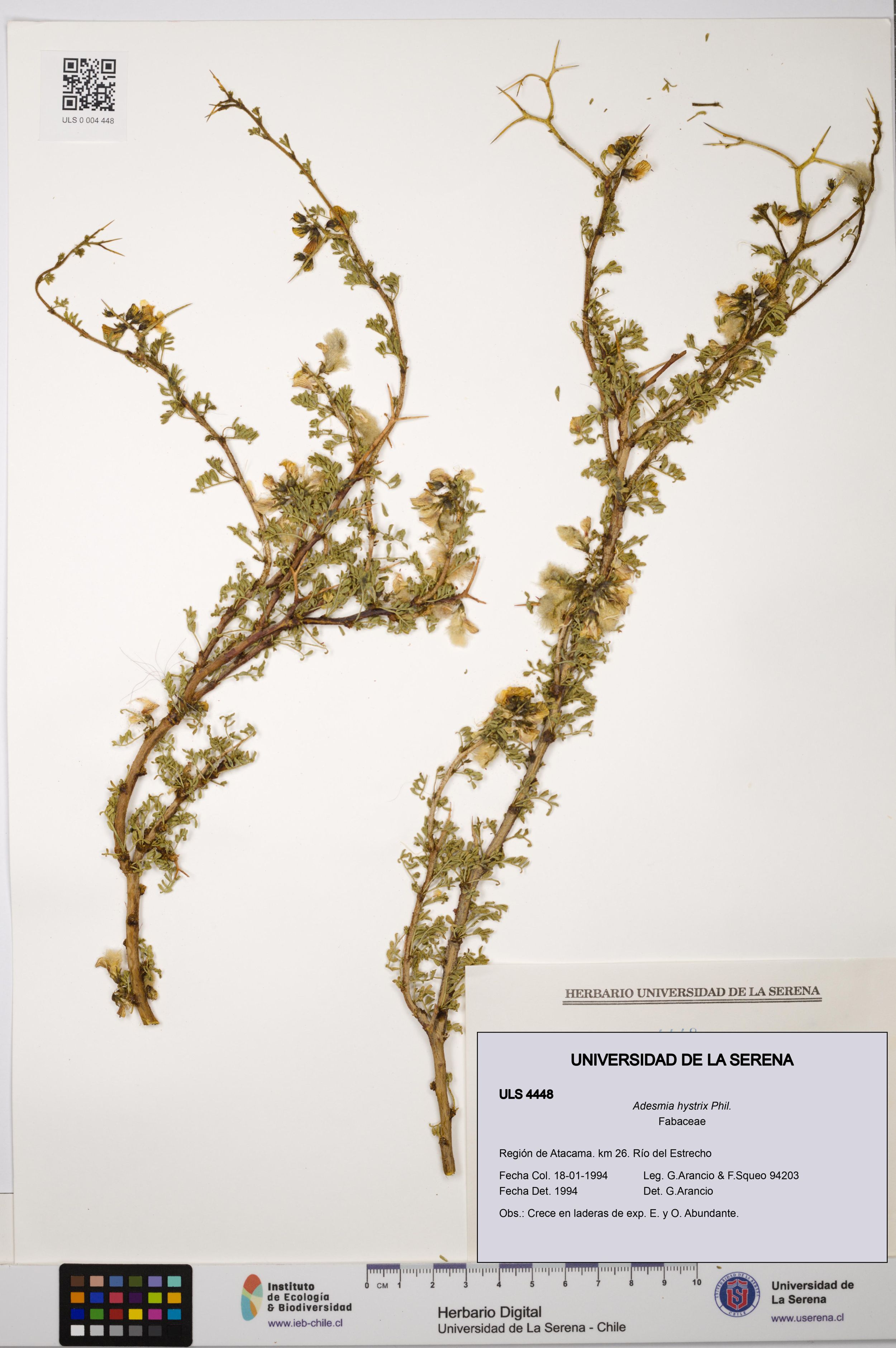 Adesmia hystrix [Espécimen: ]