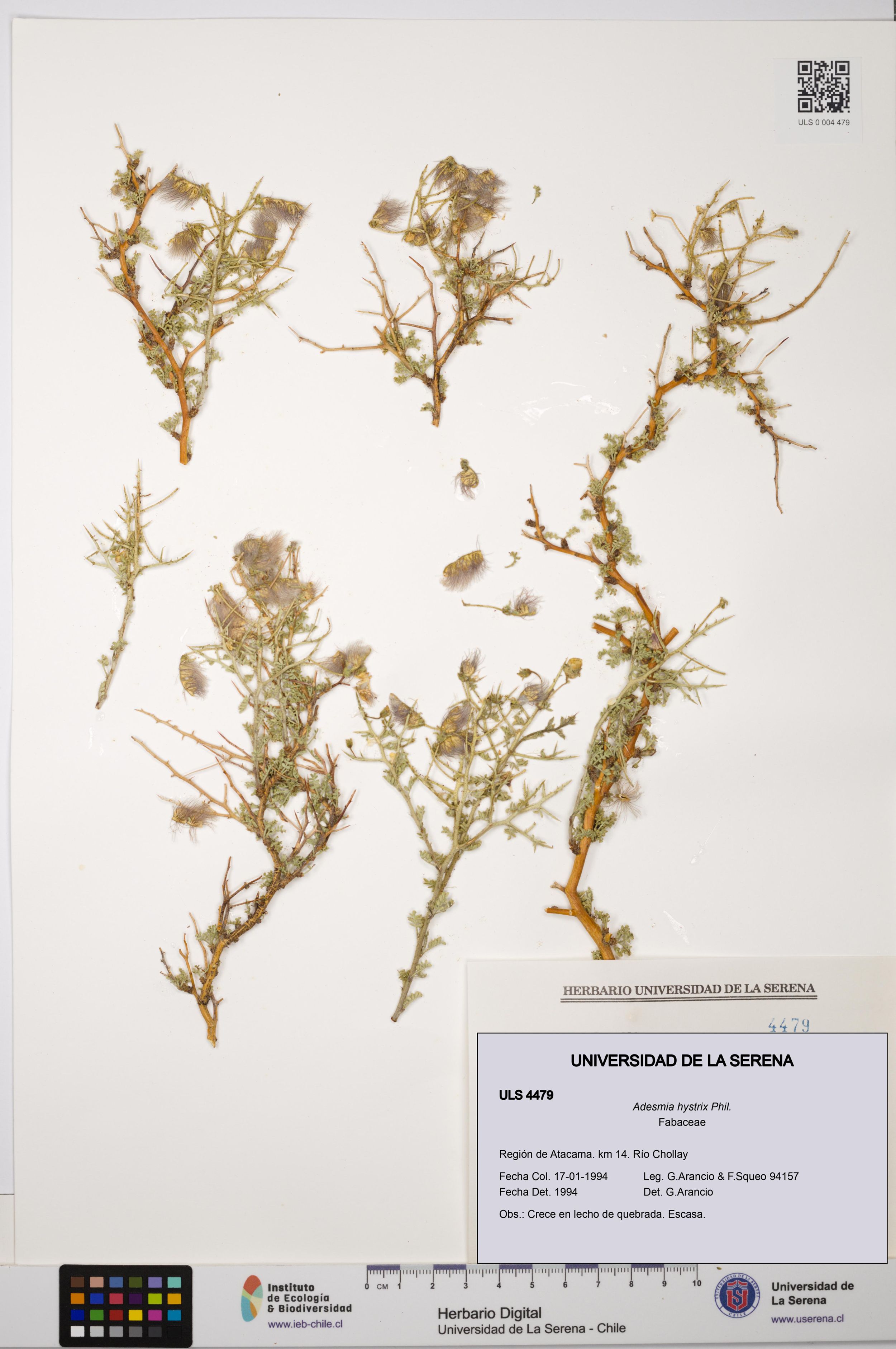 Adesmia hystrix [Espécimen: ]