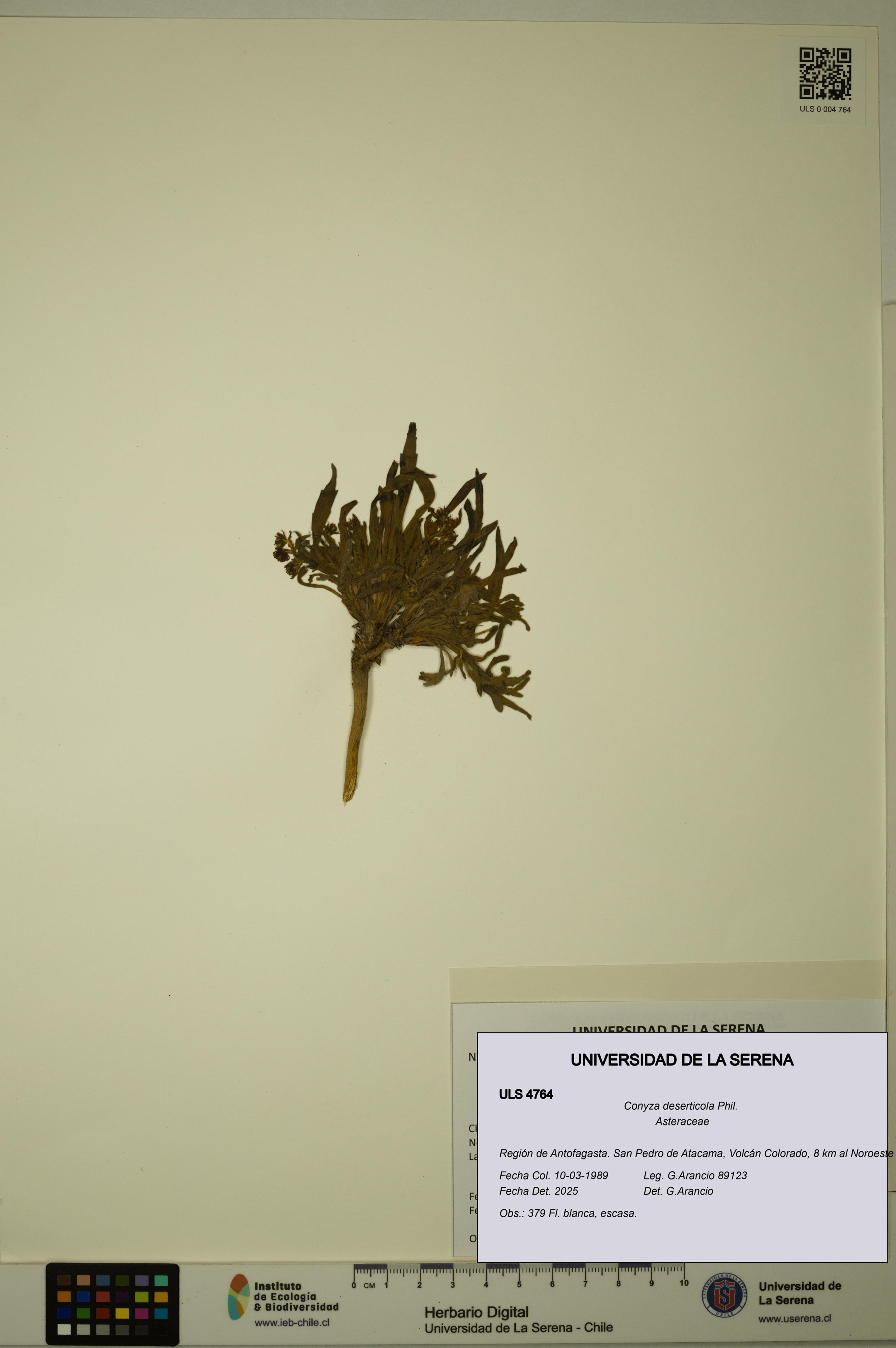 Conyza deserticola [Espécimen: ]