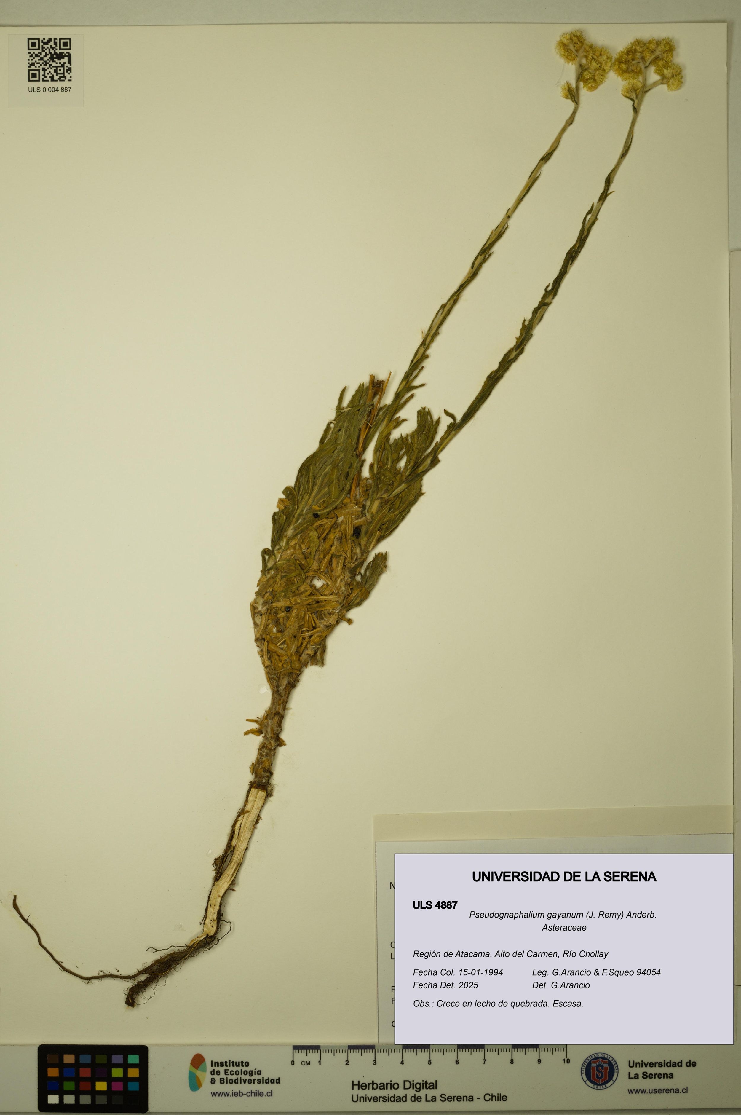 Pseudognaphalium gayanum [Espécimen: ]