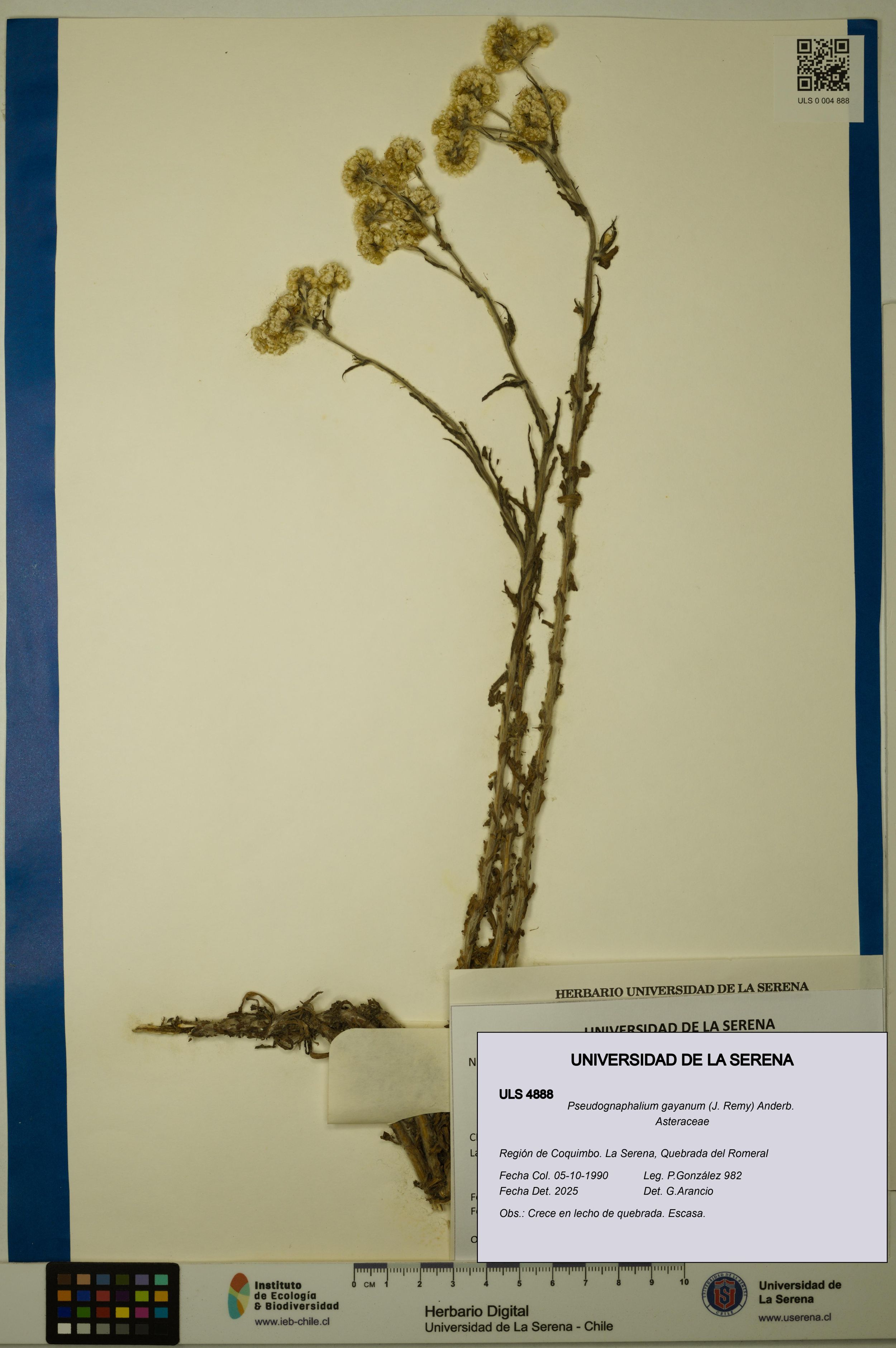 Pseudognaphalium gayanum [Espécimen: ]