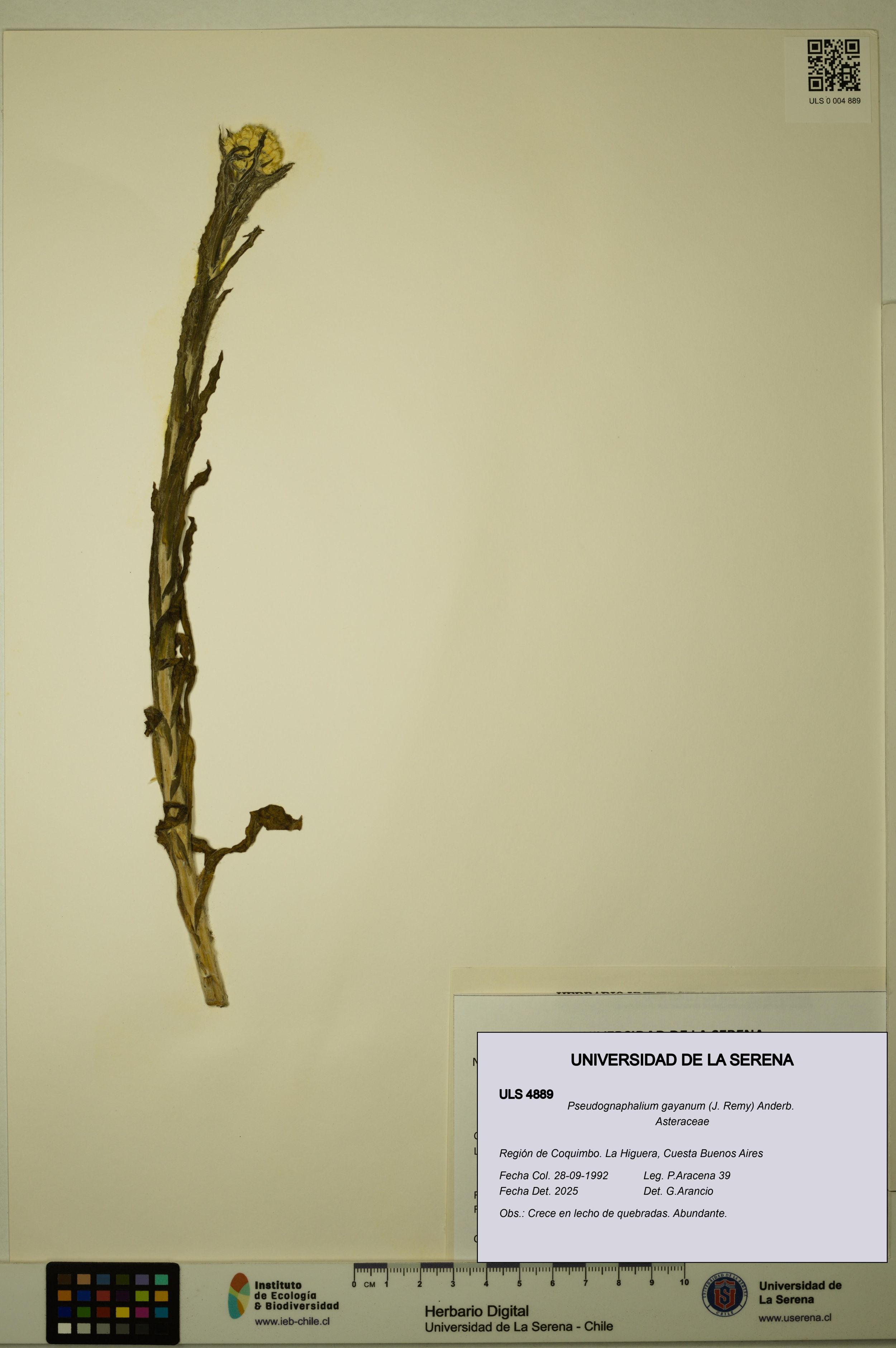 Pseudognaphalium gayanum [Espécimen: ]