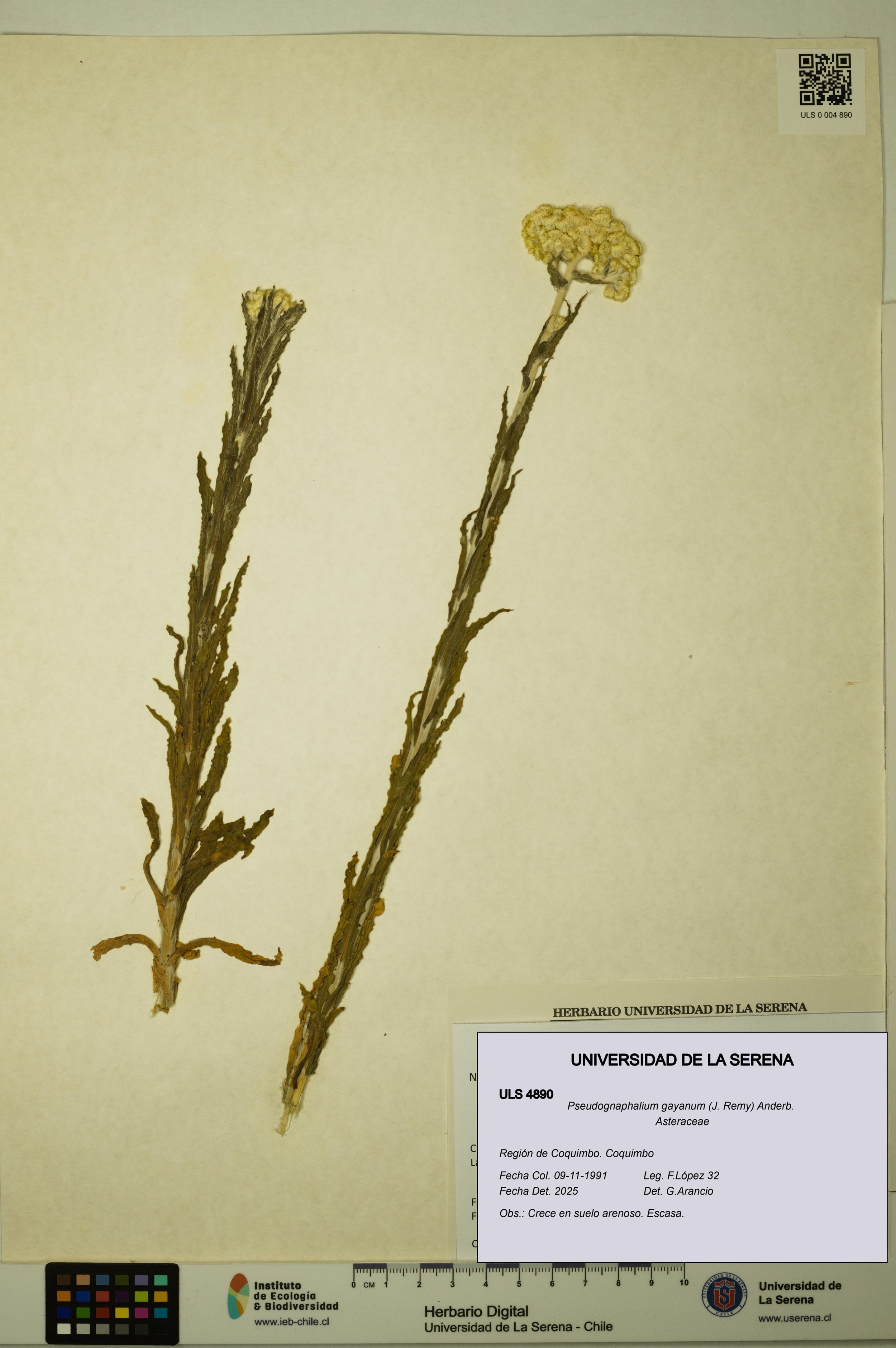 Pseudognaphalium gayanum [Espécimen: ]