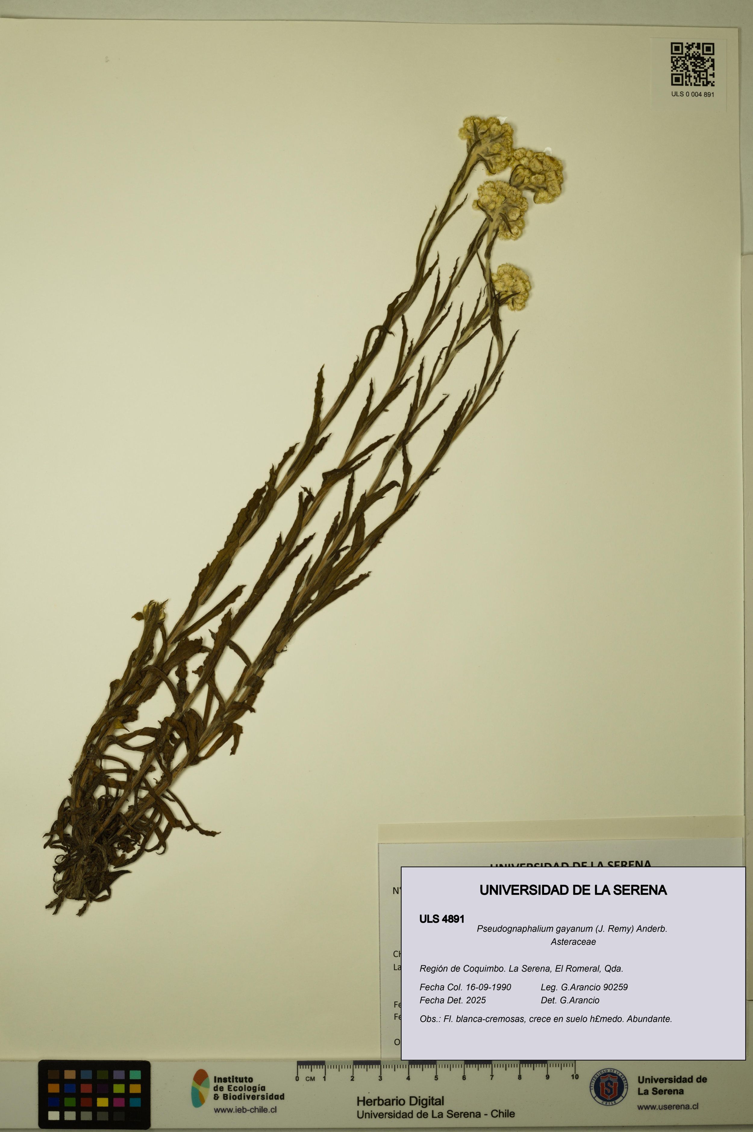 Pseudognaphalium gayanum [Espécimen: ]