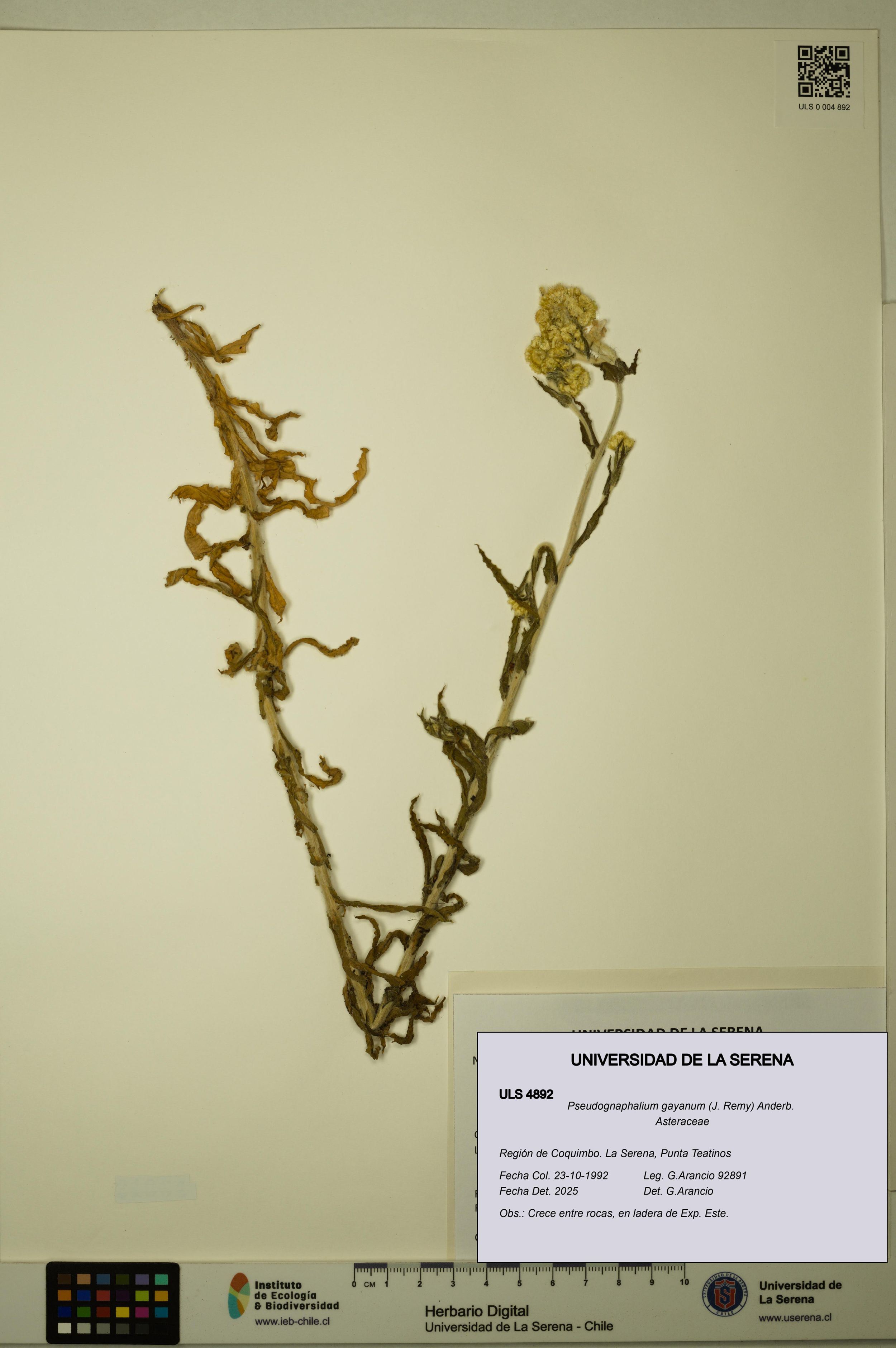 Pseudognaphalium gayanum [Espécimen: ]