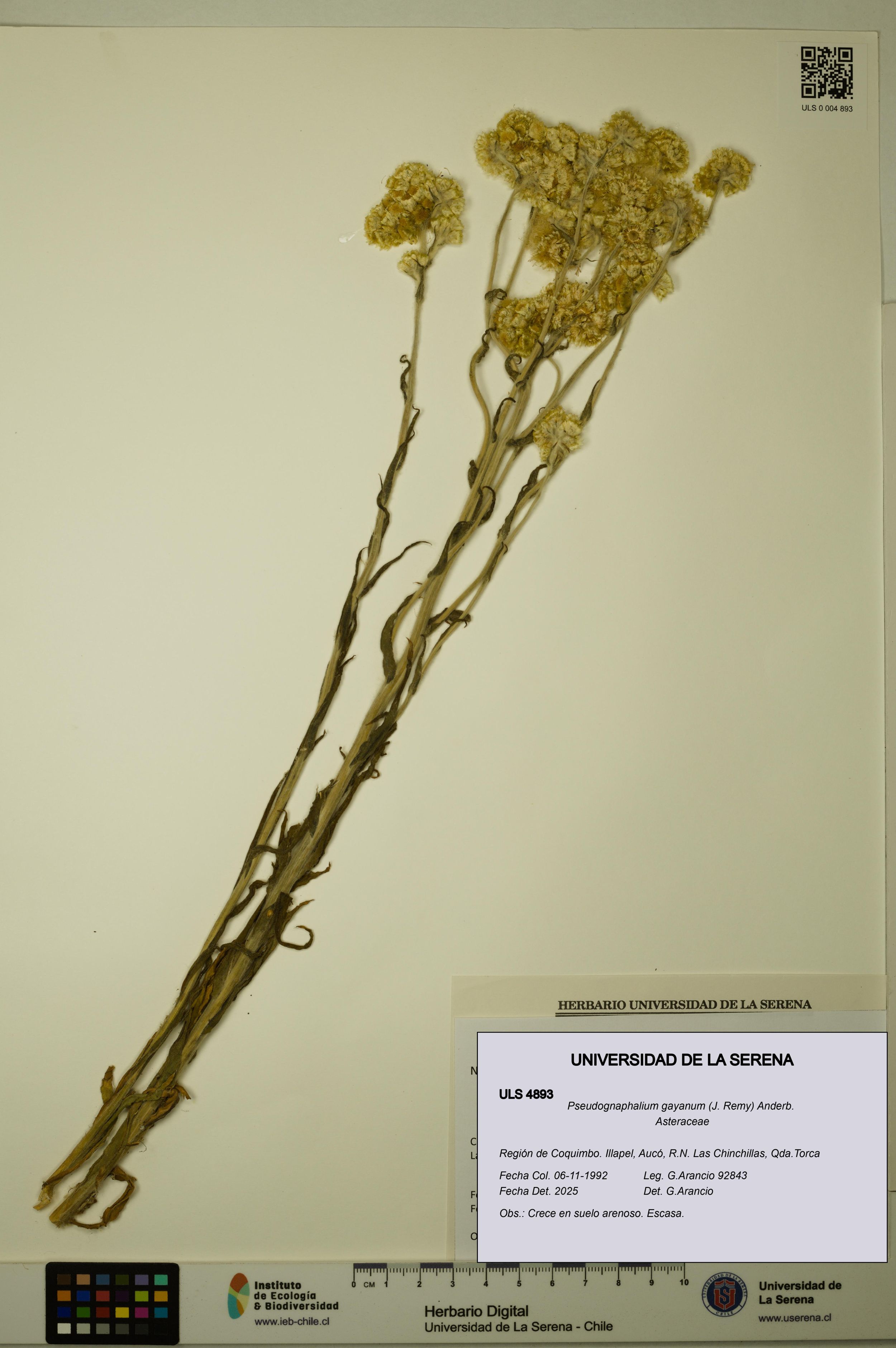 Pseudognaphalium gayanum [Espécimen: ]