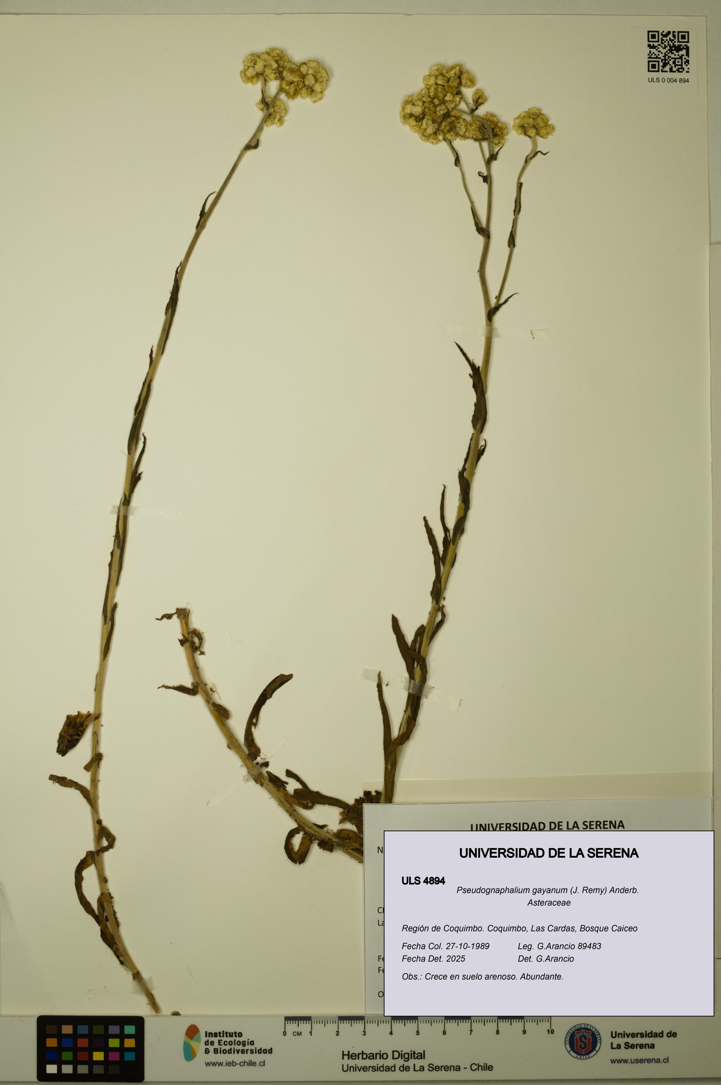 Pseudognaphalium gayanum [Espécimen: ]