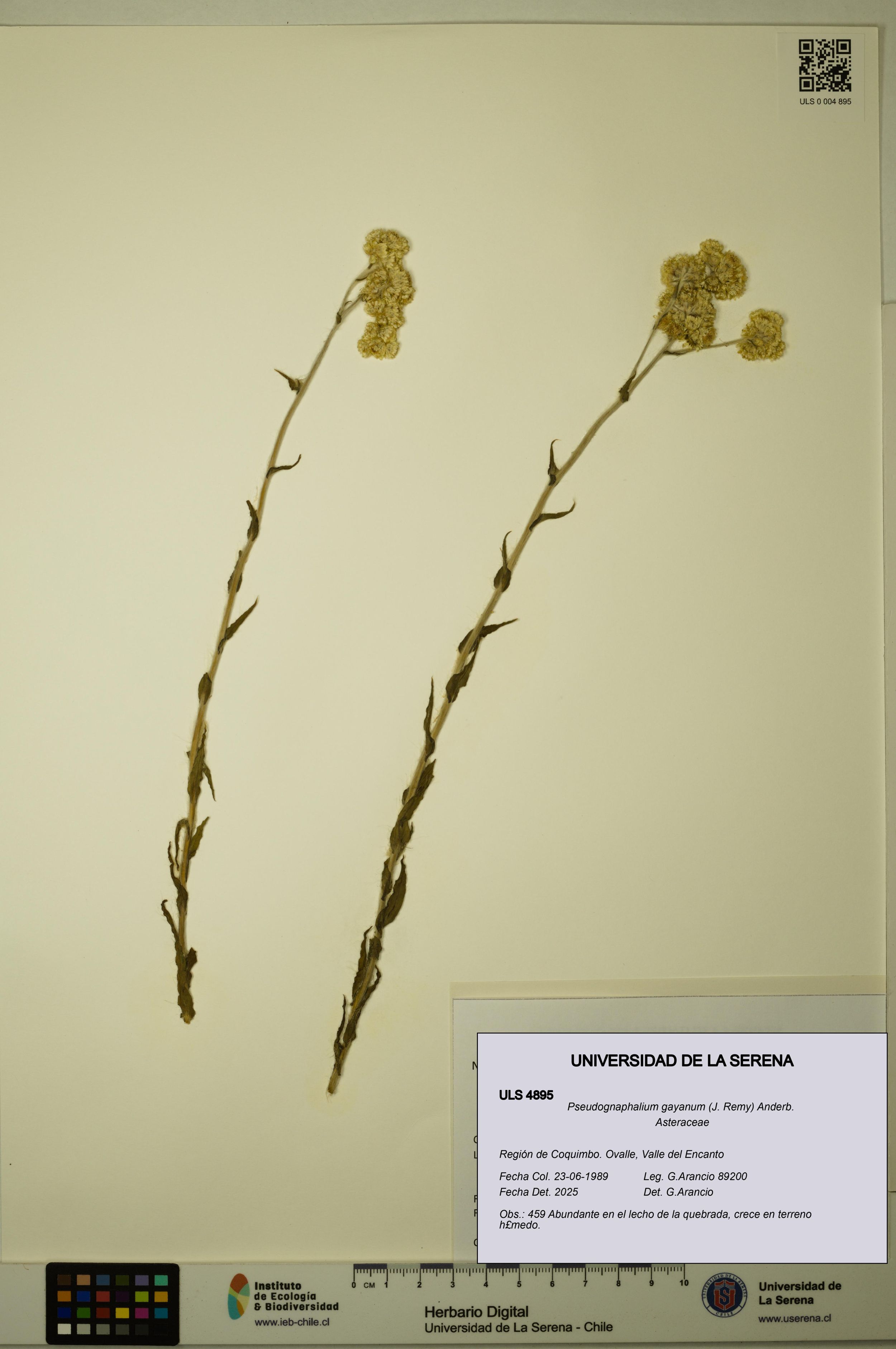 Pseudognaphalium gayanum [Espécimen: ]