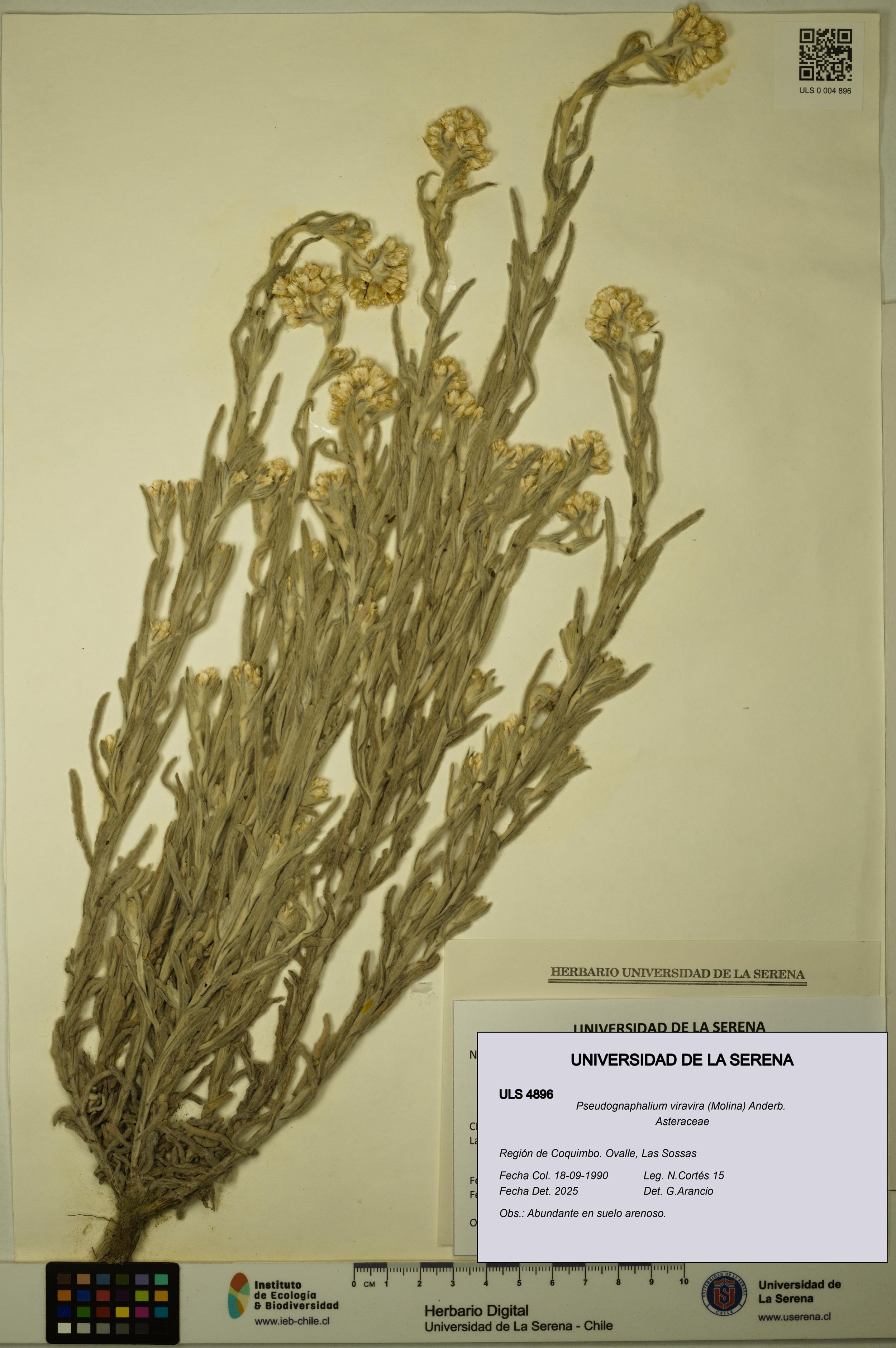 Pseudognaphalium viravira [Espécimen: ]