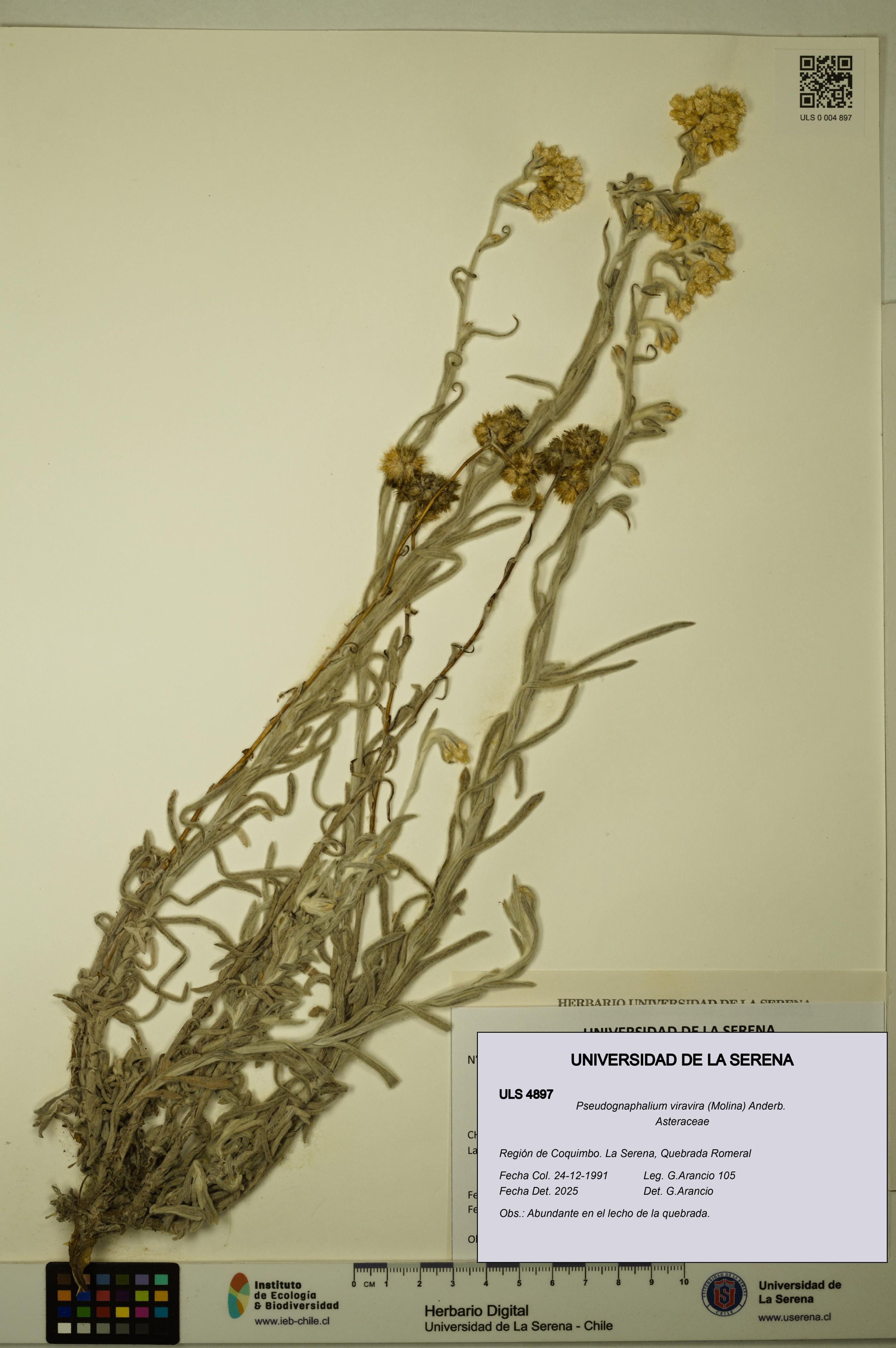 Pseudognaphalium viravira [Espécimen: ]
