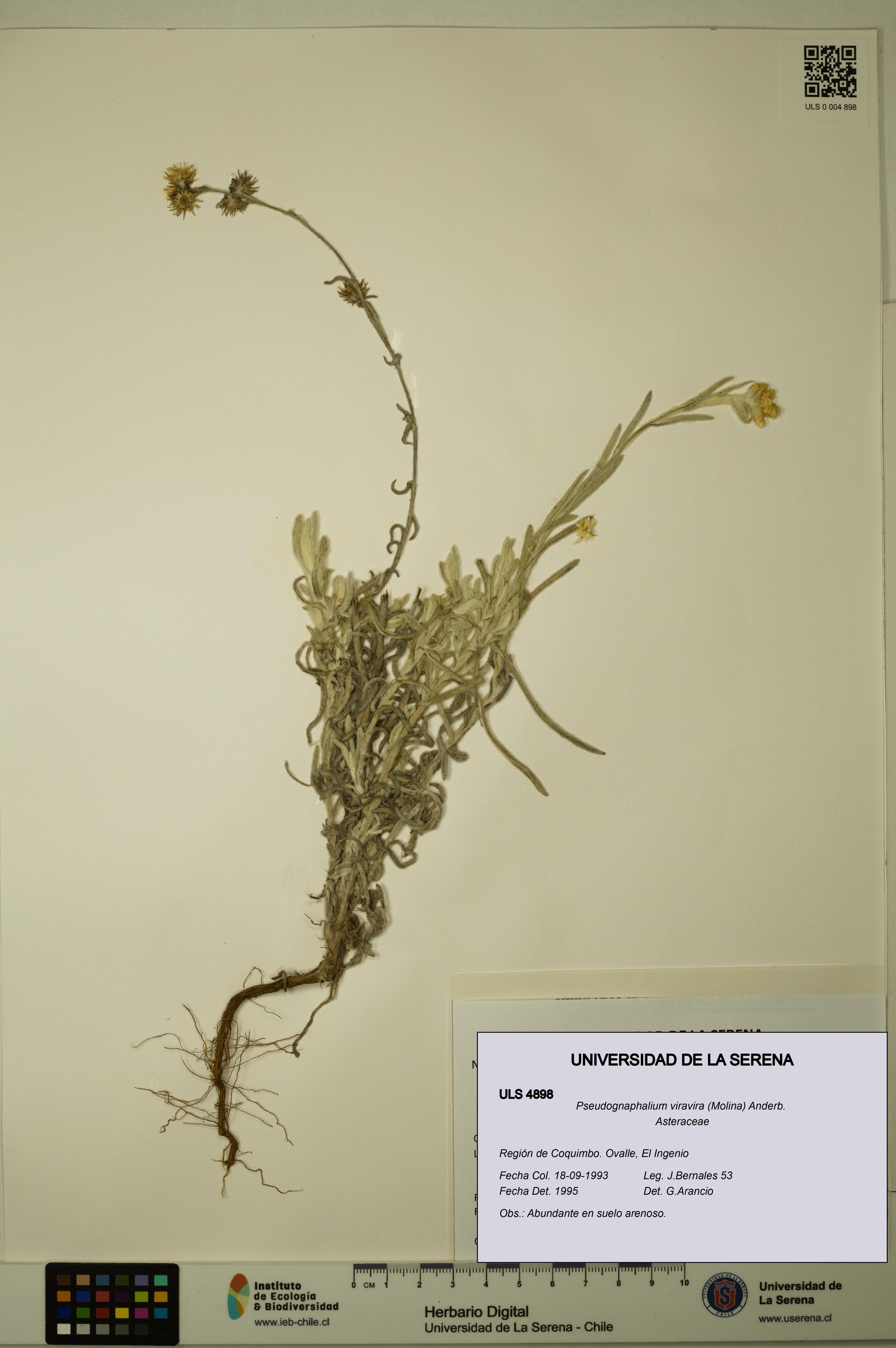 Pseudognaphalium viravira [Espécimen: ]