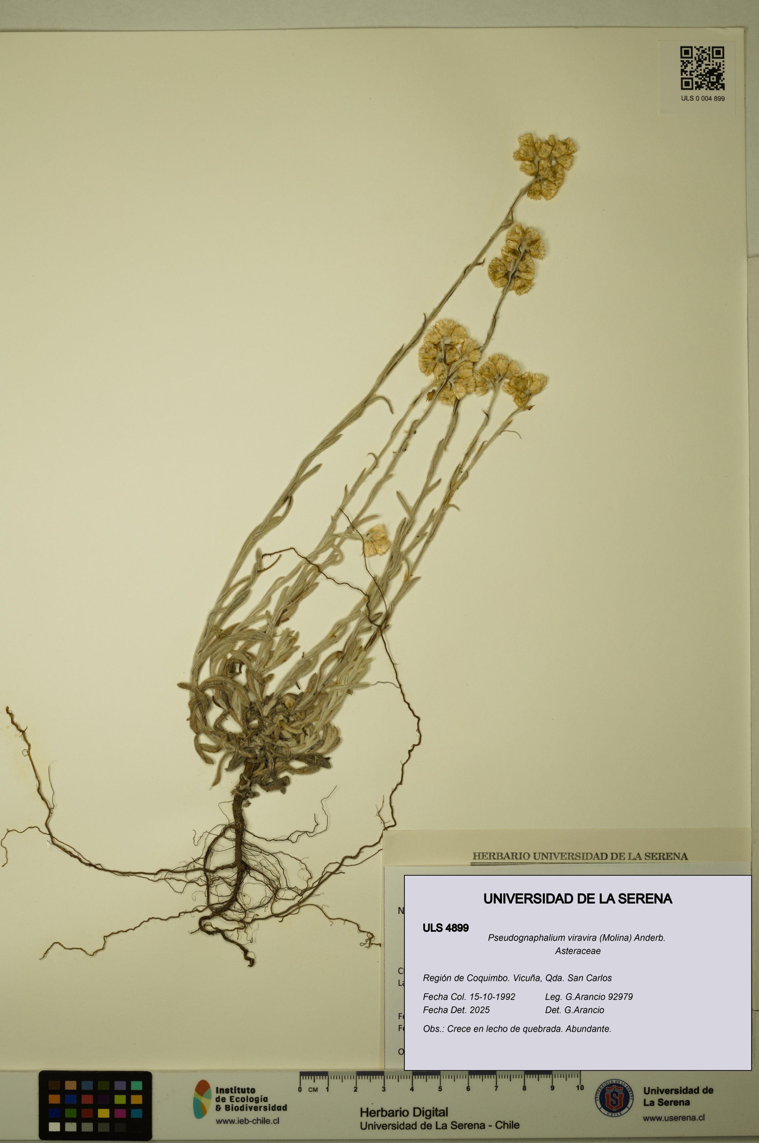 Pseudognaphalium viravira [Espécimen: ]