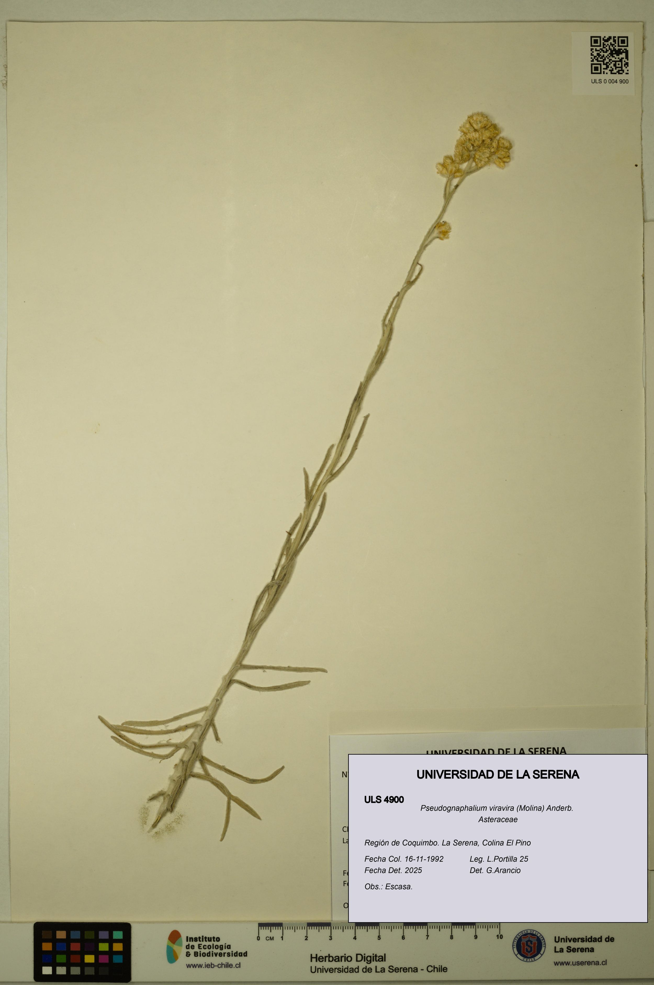 Pseudognaphalium viravira [Espécimen: ]