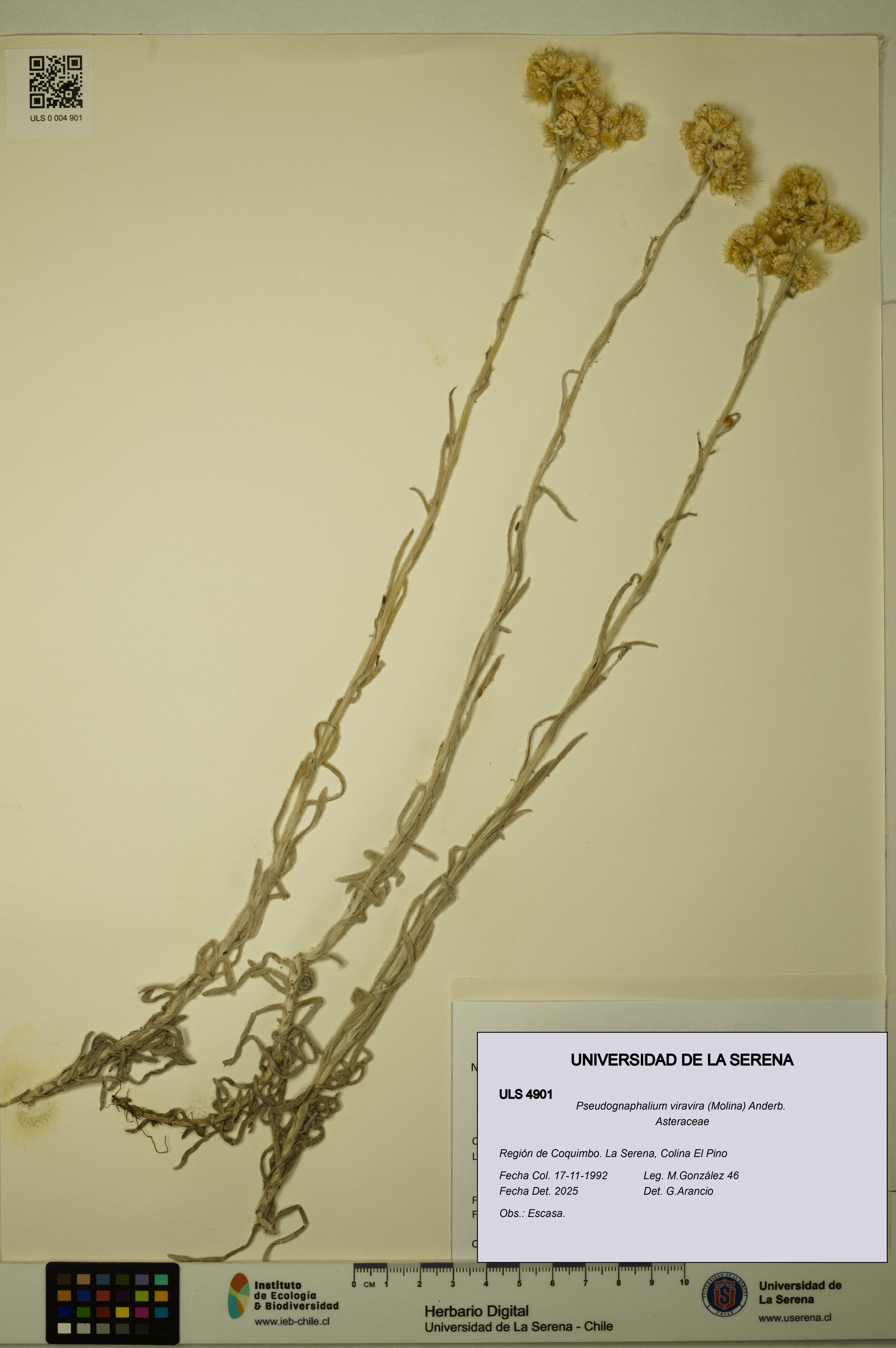 Pseudognaphalium viravira [Espécimen: ]