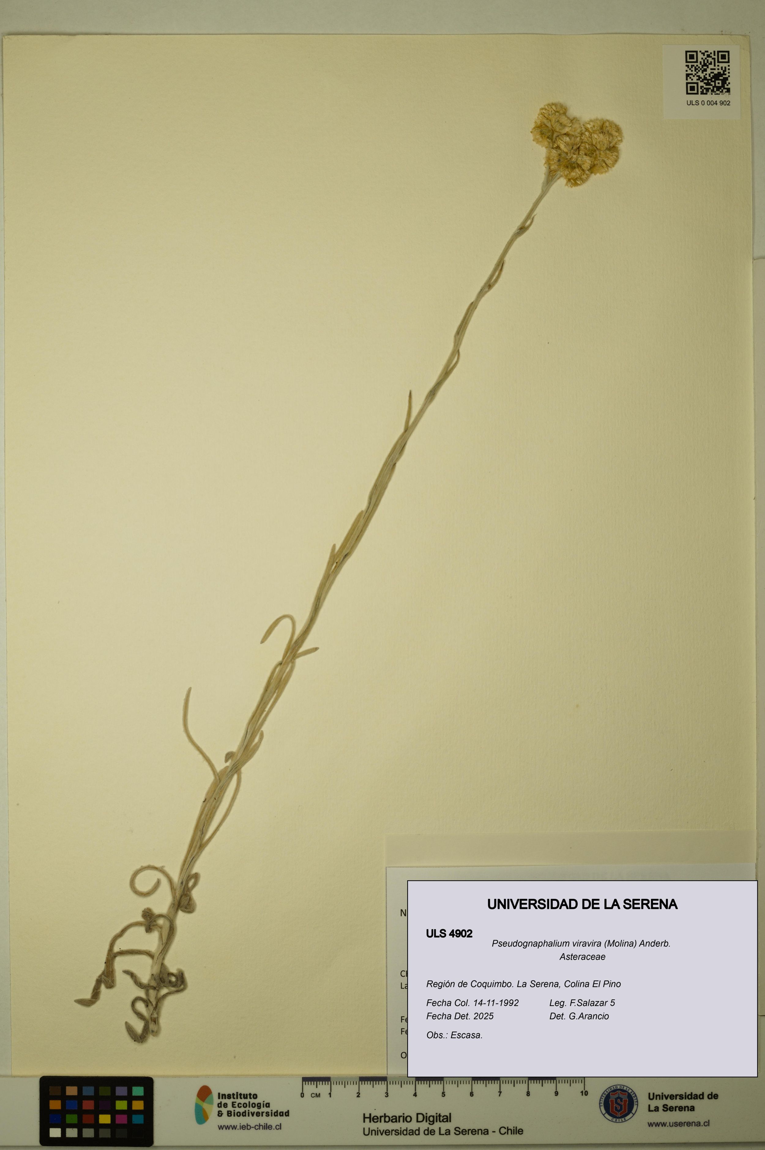 Pseudognaphalium viravira [Espécimen: ]