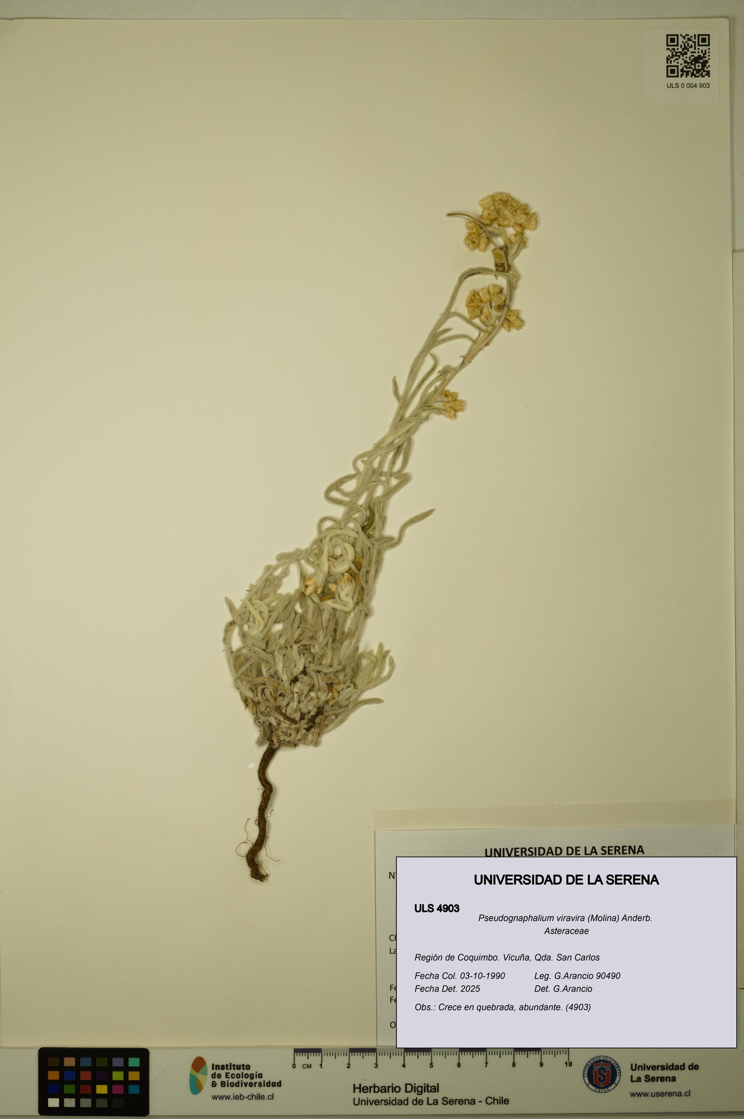 Pseudognaphalium viravira [Espécimen: ]