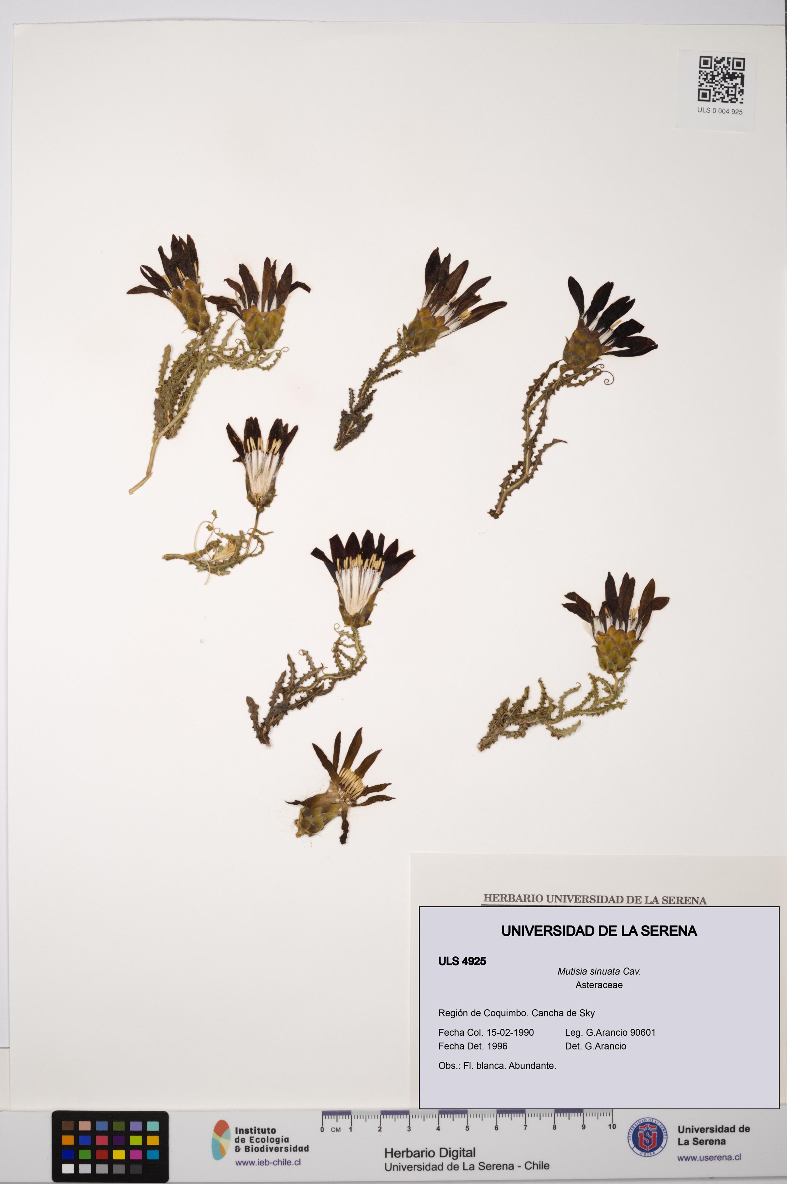 Mutisia sinuata [Espécimen: ]