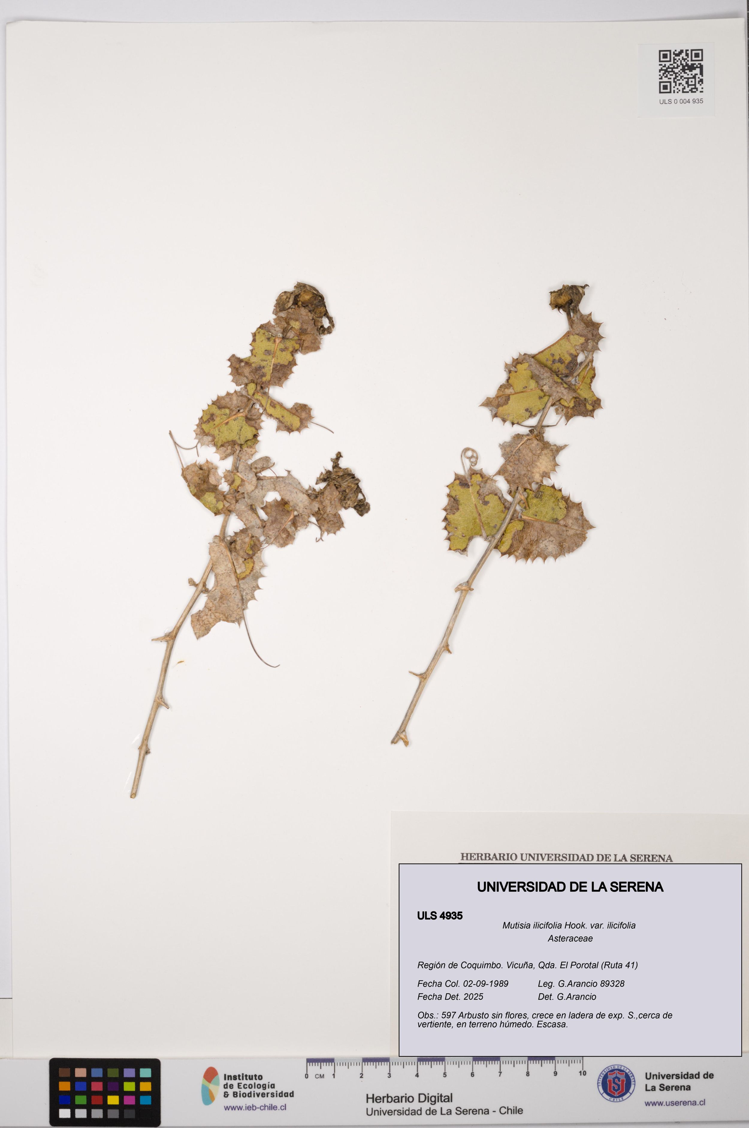 Mutisia ilicifolia var. ilicifolia [Espécimen: ]