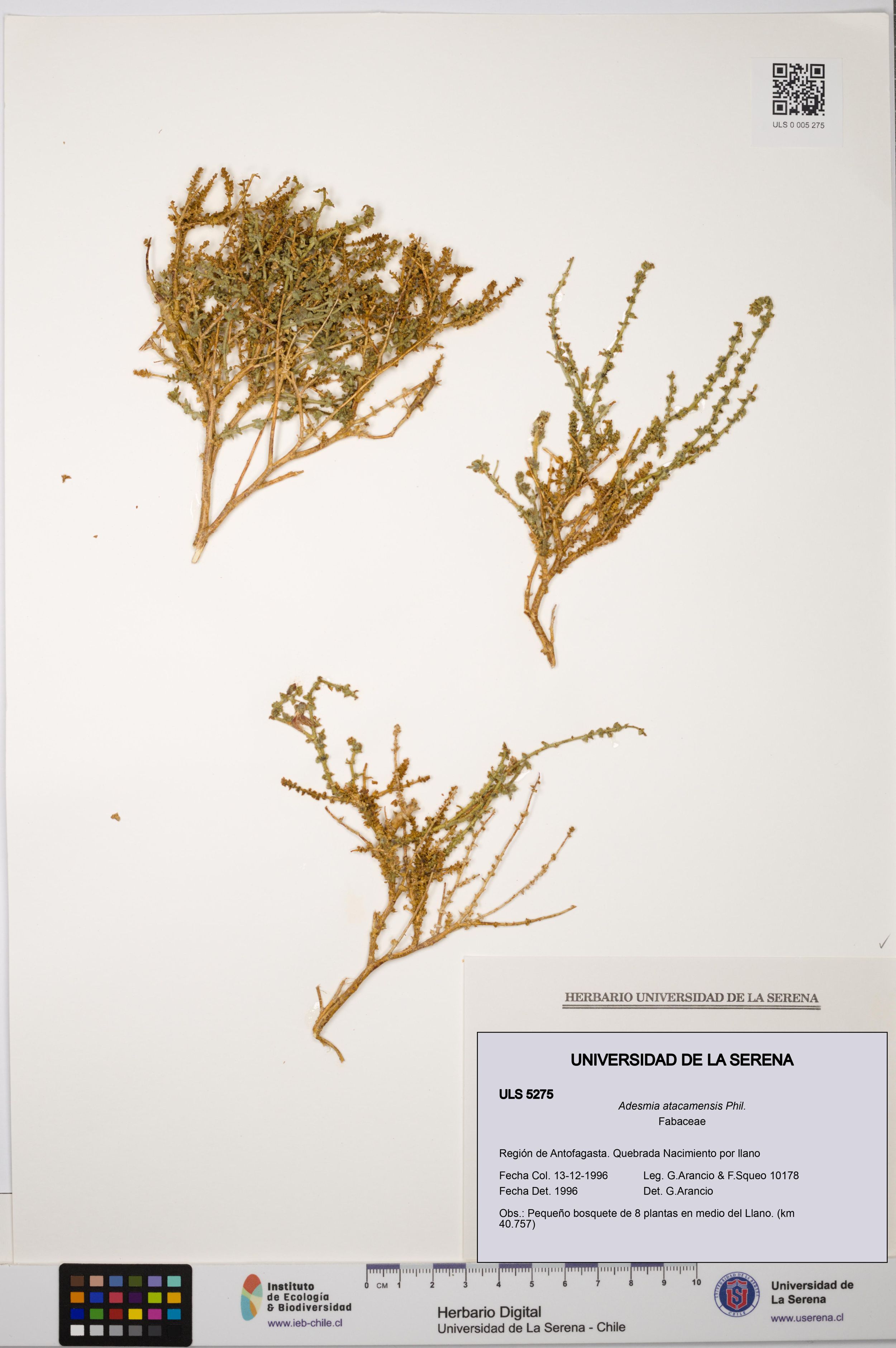 Adesmia atacamensis [Espécimen: ]